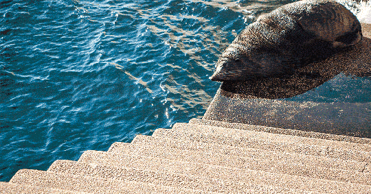 2.13_SealStairs.gif
