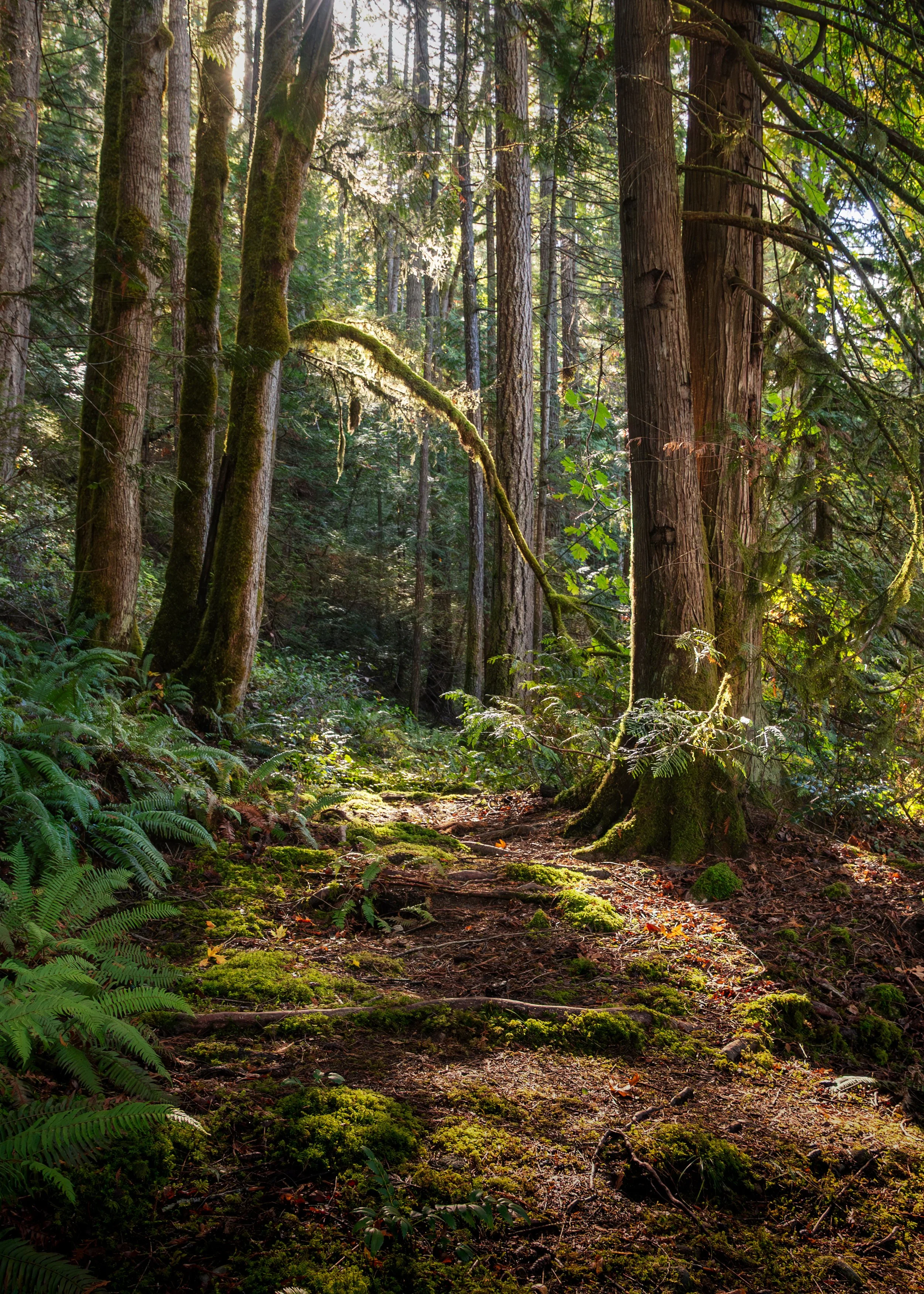 Walk on the forest path