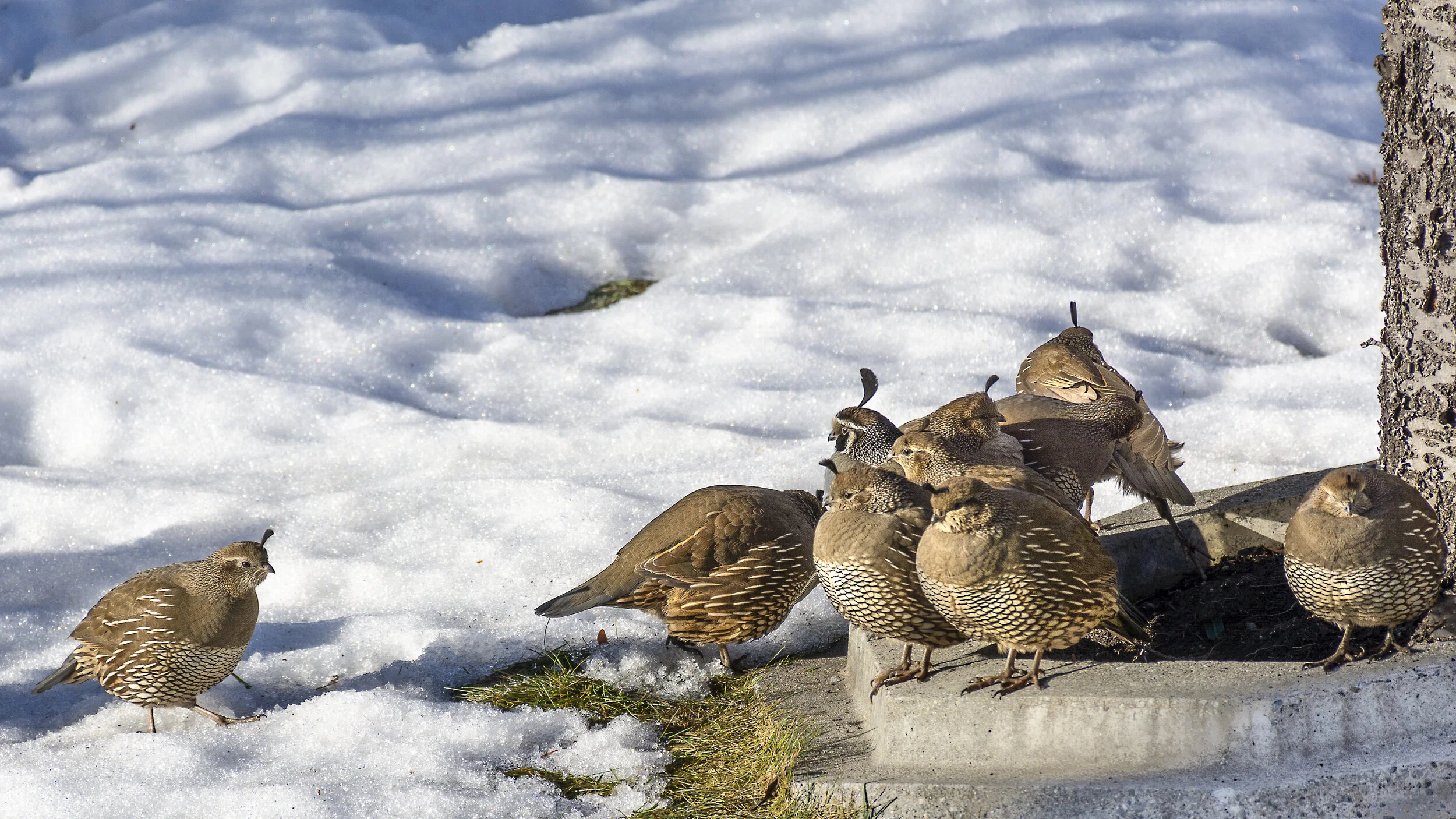 quail by tree.jpg