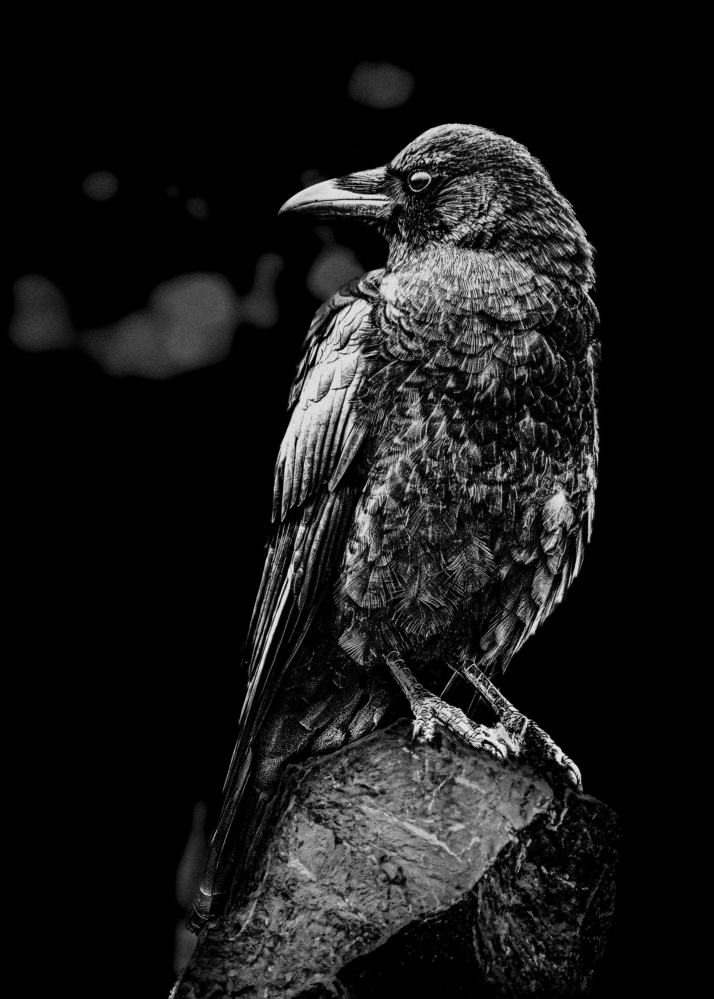 Black Crow on a rock b&w.jpg