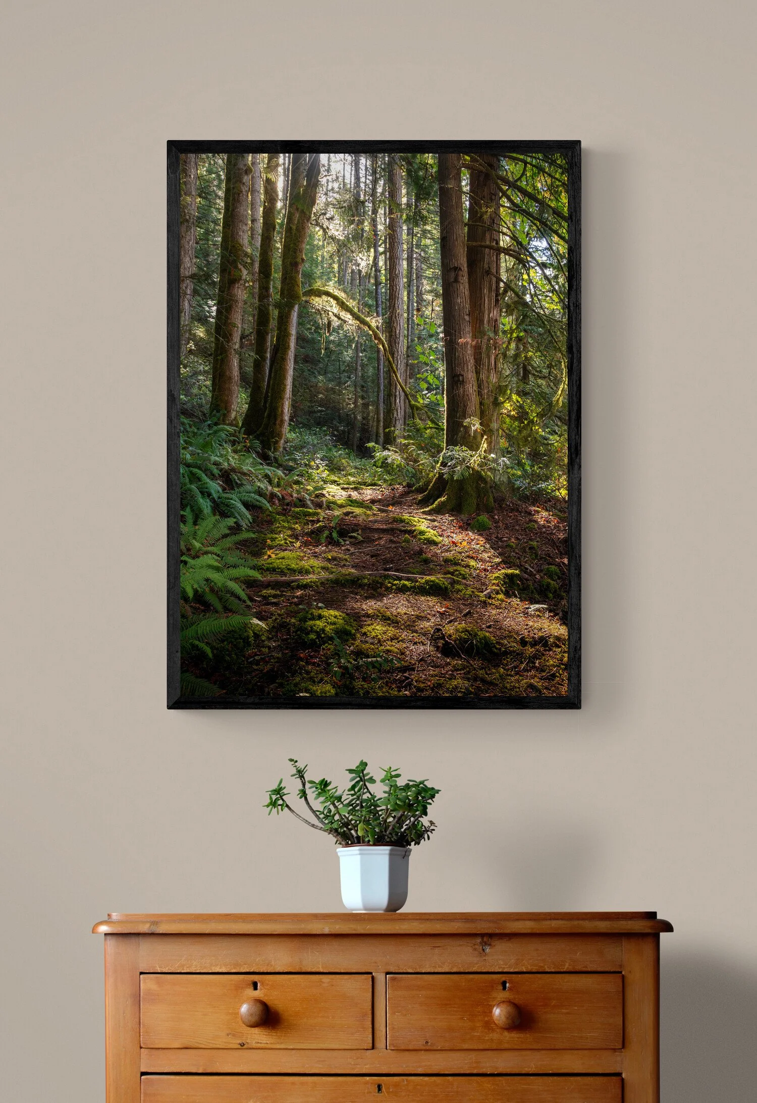 plant-on-wooden-drawers (1).jpg