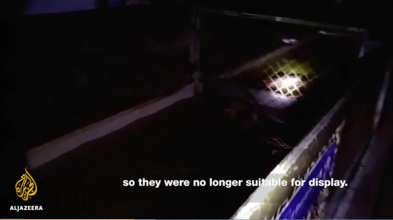 At around the eight-minute mark the documentary shows what they call the 'death pools'. Sick animals are left in shallow water to die in the dark.