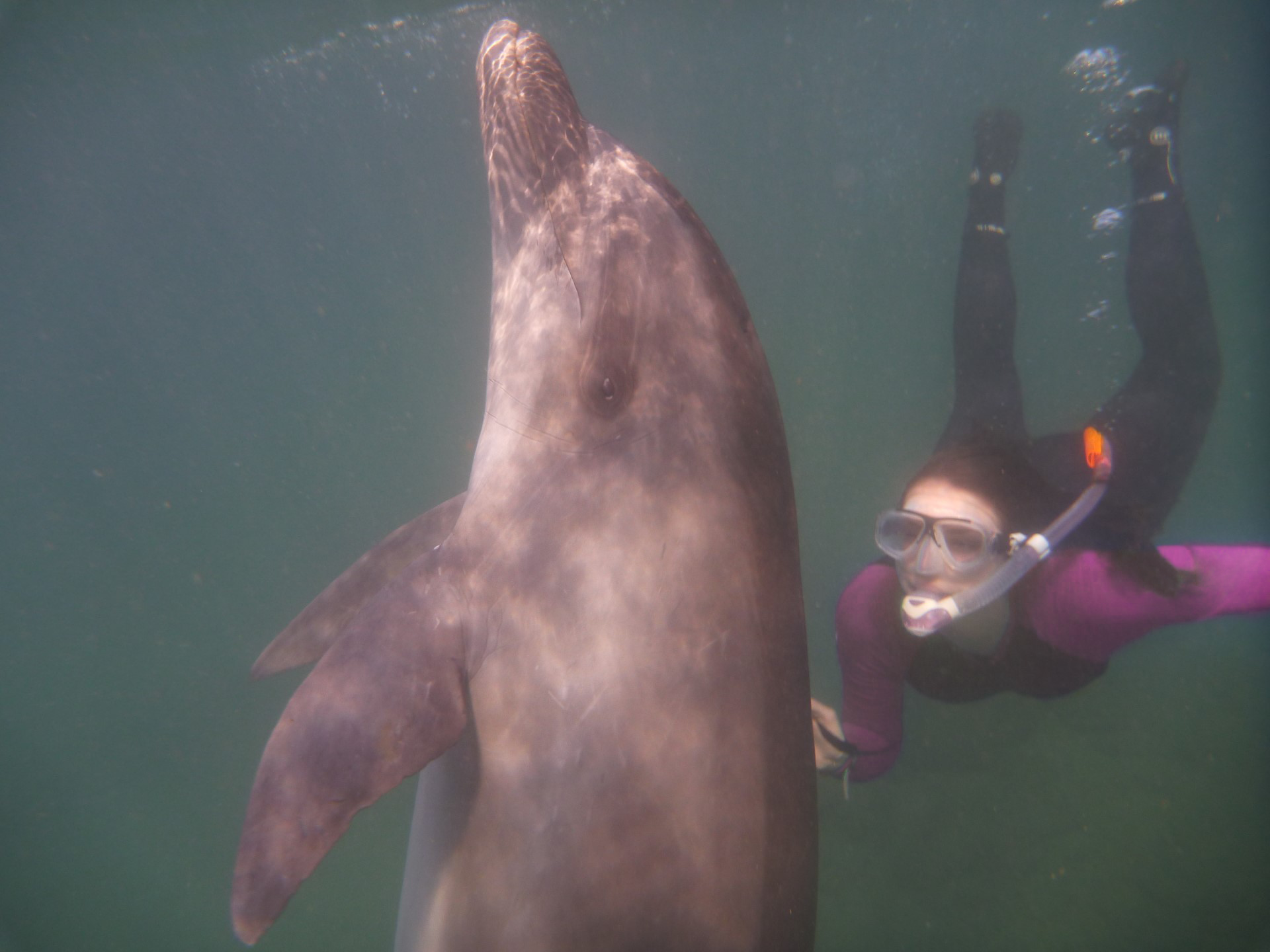 My favourite image of all time. It's me with my best dolphin friend, Trixie.