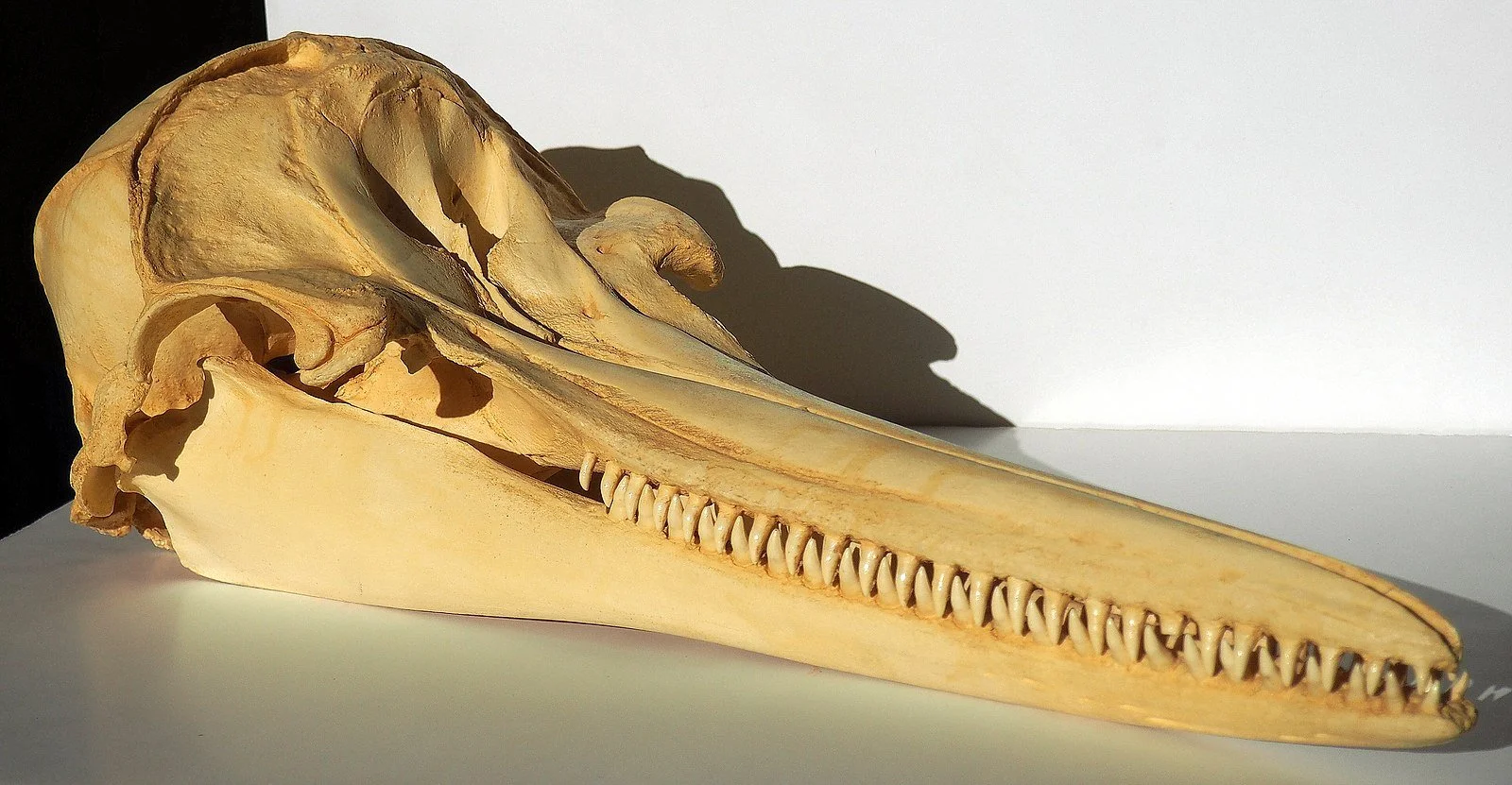 Humadont Teeth Gallery — A Dolphin Pod