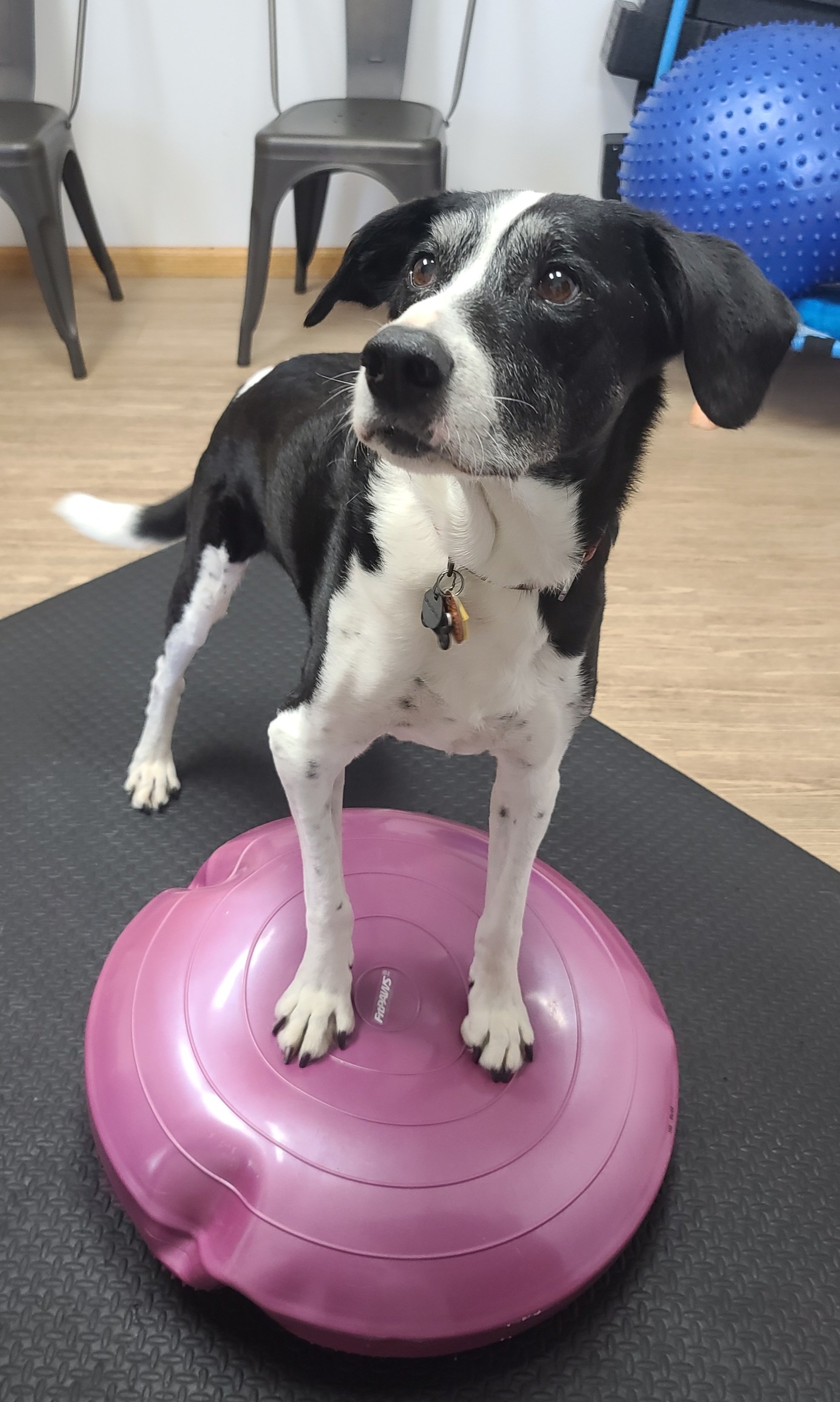 Dr. Meg is certified in physical therapy and our PT room comes fully equipped