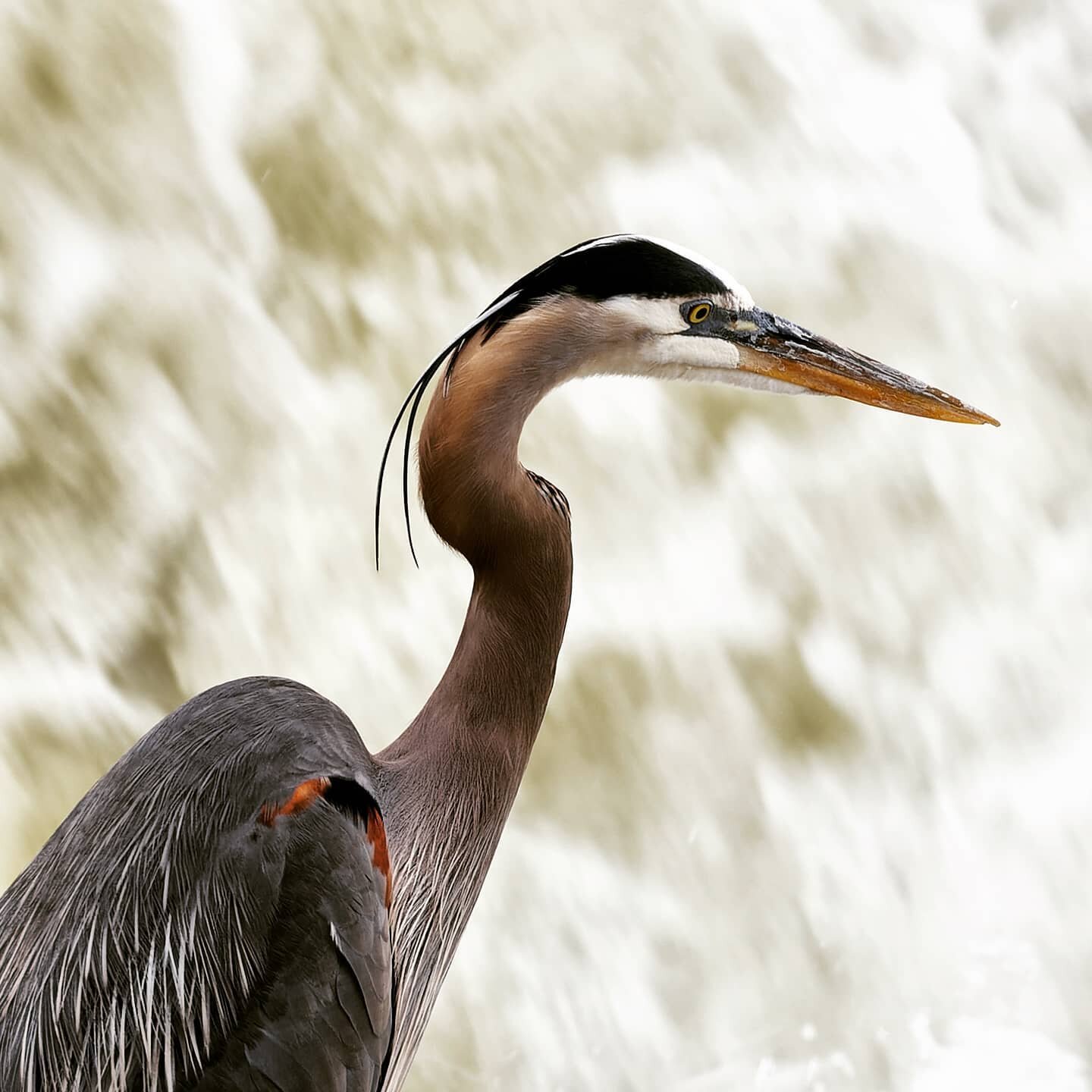 Great Blue Heron and a Wood Duck with hatchlings around White Rock Lake in Dallas. 
#heron #ducklings #woodduck #canonr5 #wildlife #urbanwildlife