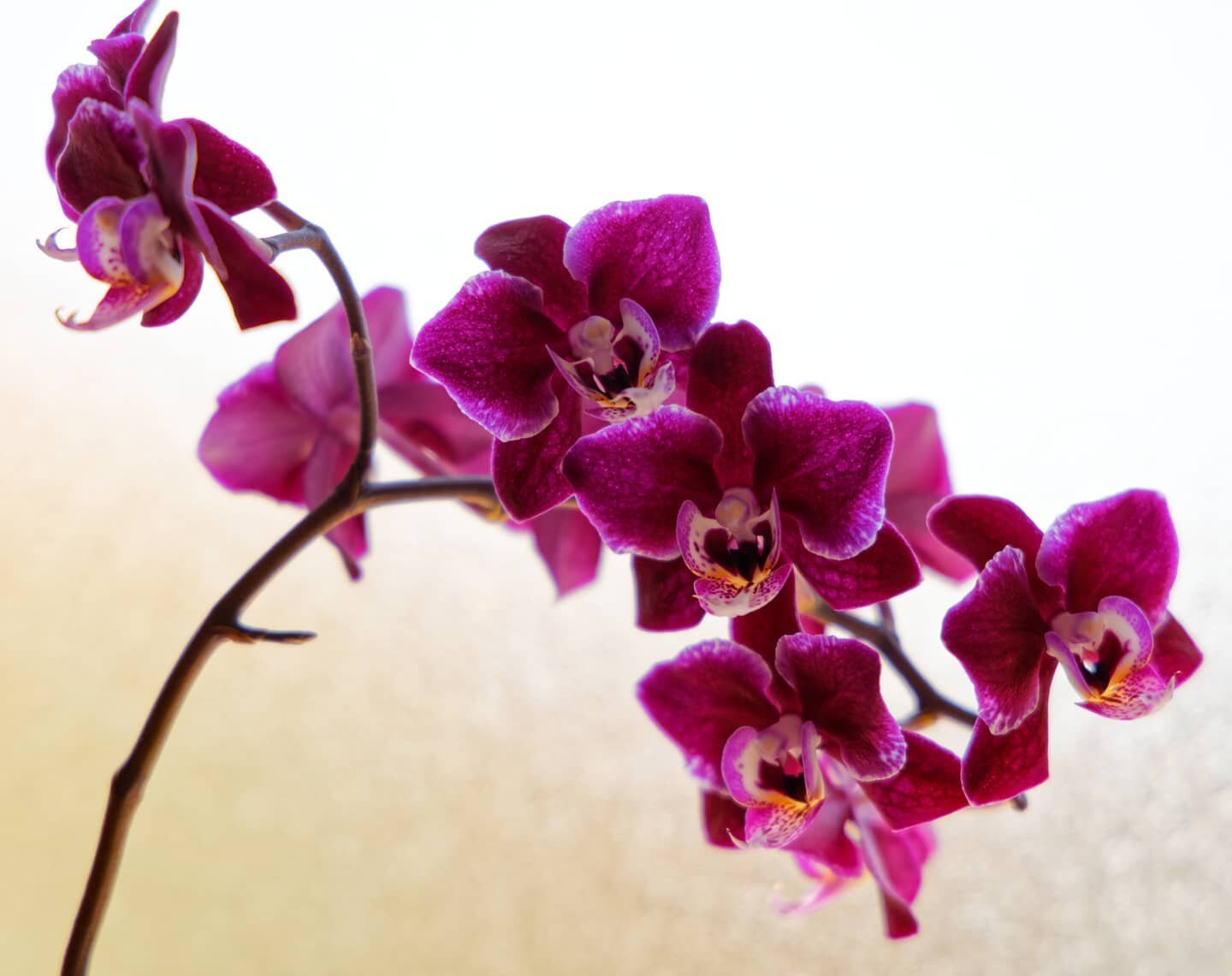 Got this orchid at the grocery store a couple years ago and it's still going strong!
#orchid #canonr5 #flowers #flower #orchids