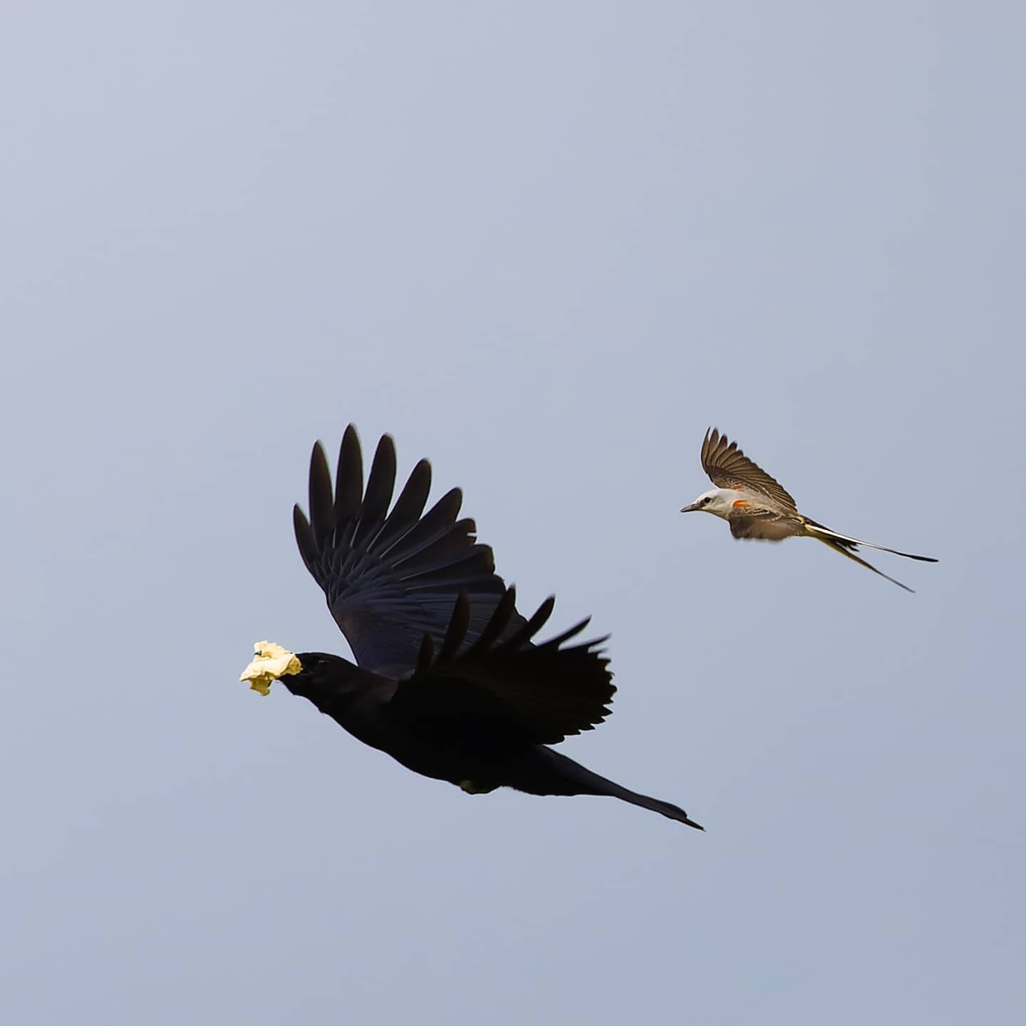 I'm testing out a new camera this week. Thanks to the 12 fps shutter and amazing focus tracking abilities of the Canon EOS R5 I got this shot: A Scissor-Tailed Flycatcher chasing a Grackle that found some sort of fast food wrapper. Can't say enough g