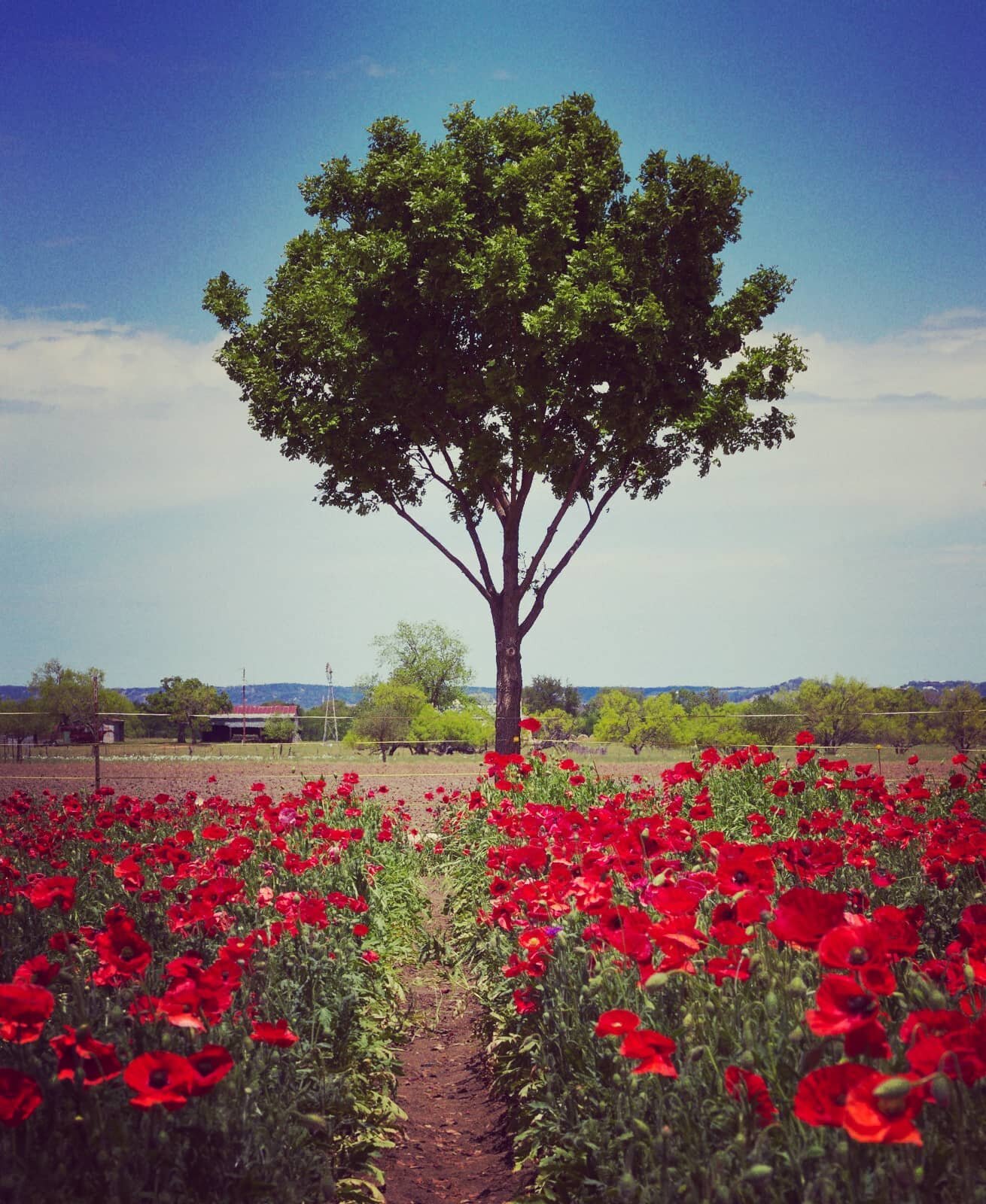 Took a drive today. This is at a wildflower farm near Fredericksburg, TX.
#poppies #canon80d #springflowers