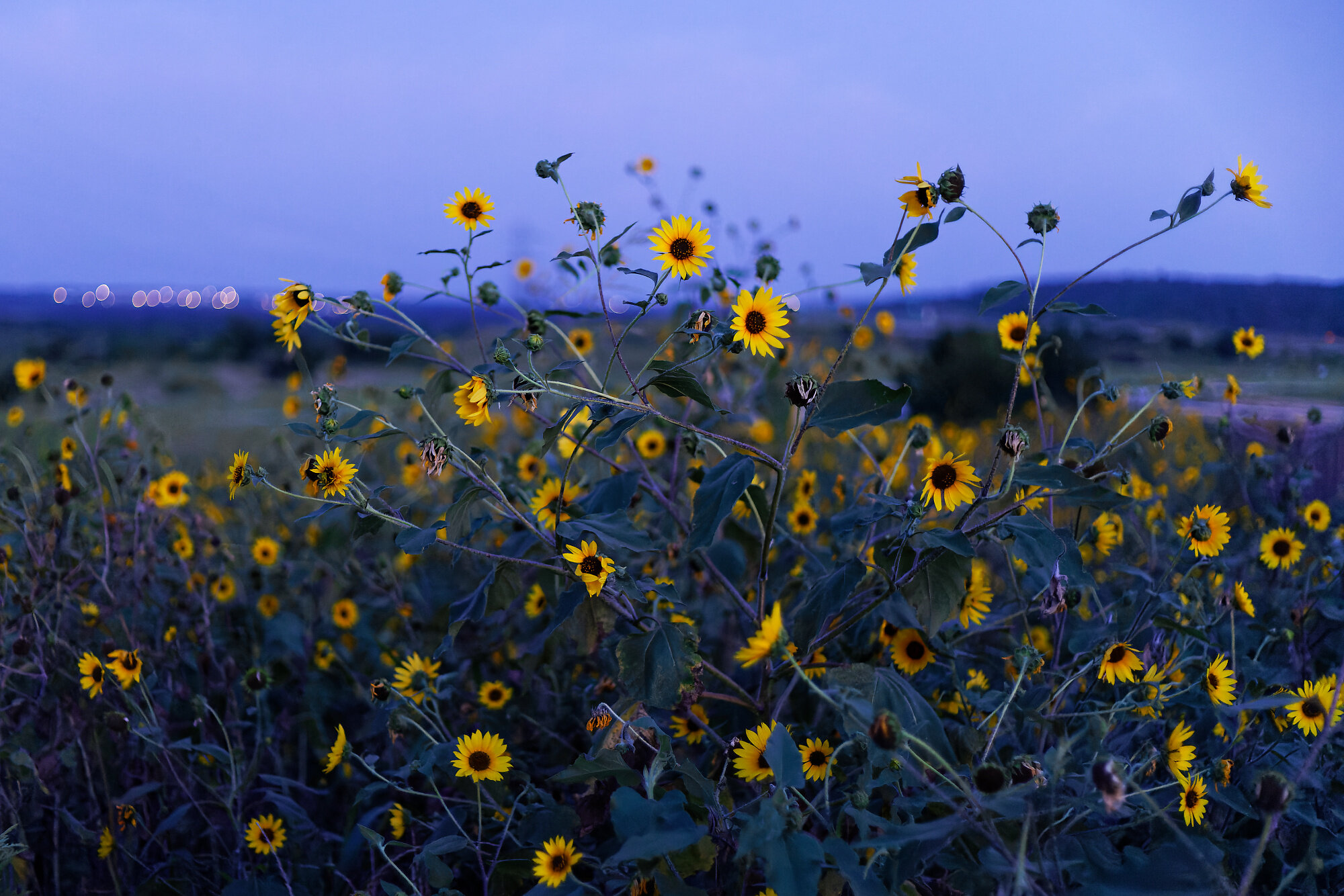 Wild Sunflowers at Twilight