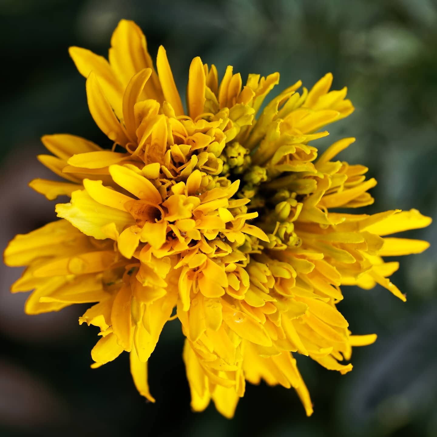 Blooming marigolds: Beauty in imperfection
#flowers #marigold #canonr5