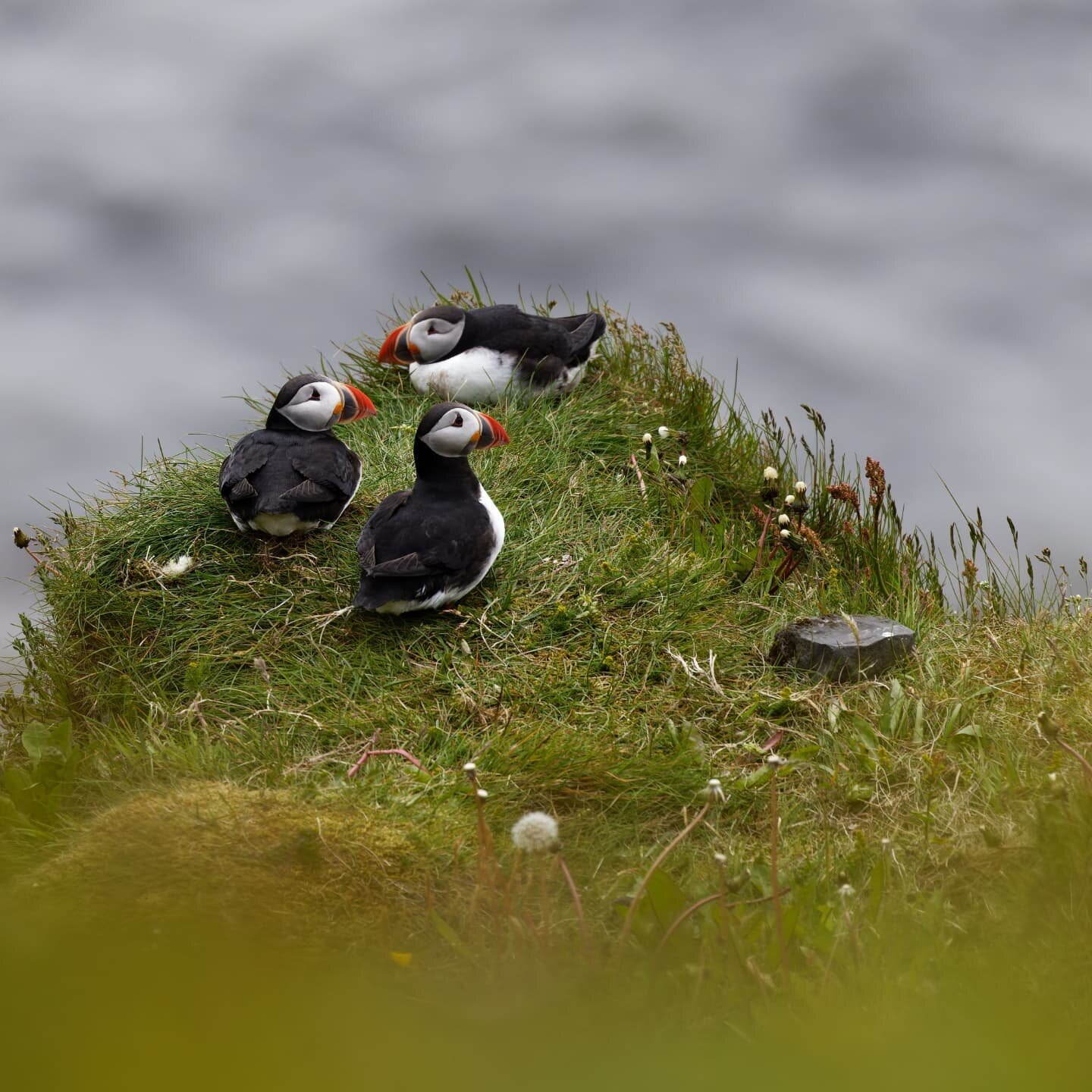 Along the southern coastof Iceland, near the town of Vik, we stopped to visit Dyrh&oacute;laey. After driving up a windy gravel road we realized the cliffs and rocks below us are home to puffin colonies and other sea birds. 
#iceland #icelandroadtrip