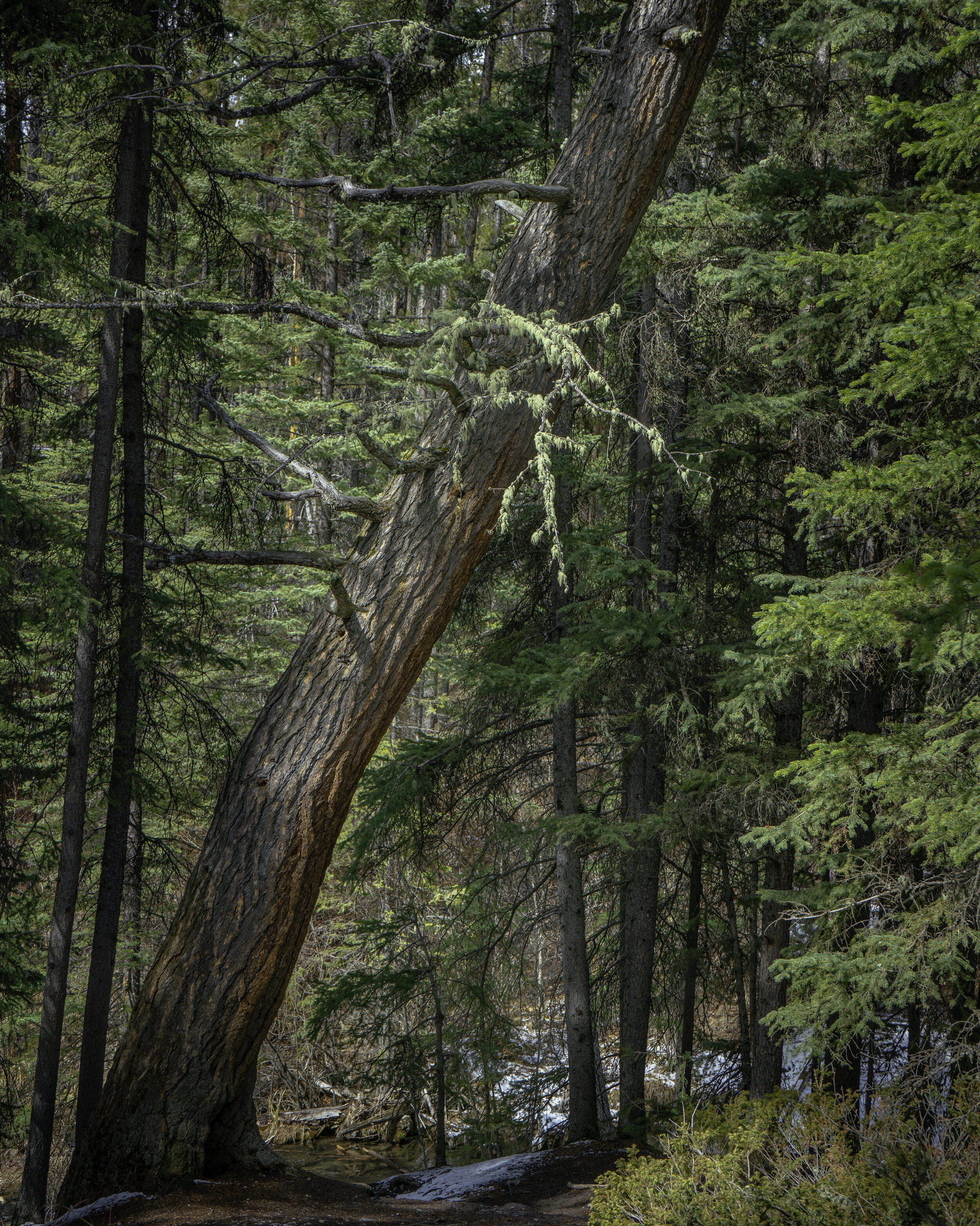 Amazing Tree Johnson Lake 2021.jpg