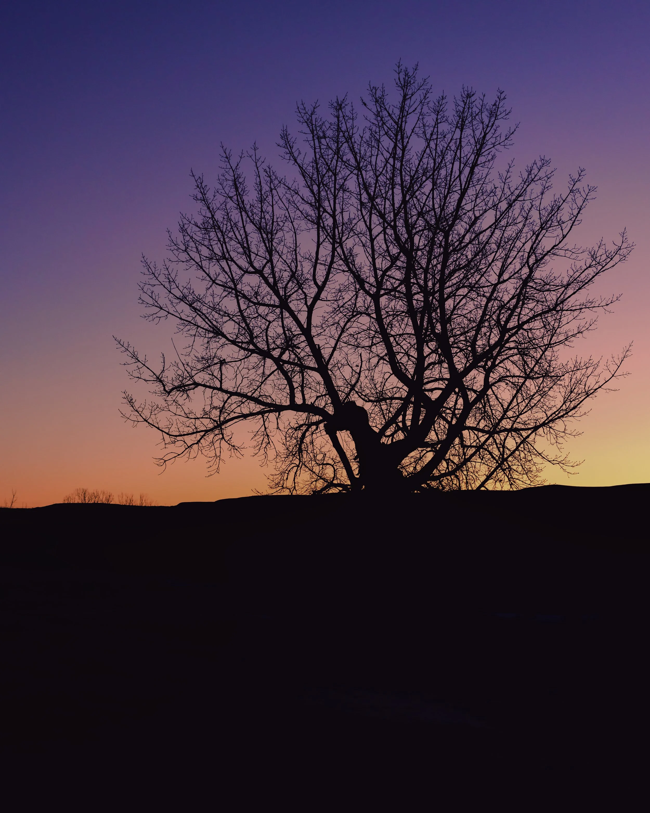 Sunset Polie Point Park Tree Dark Colour .jpg