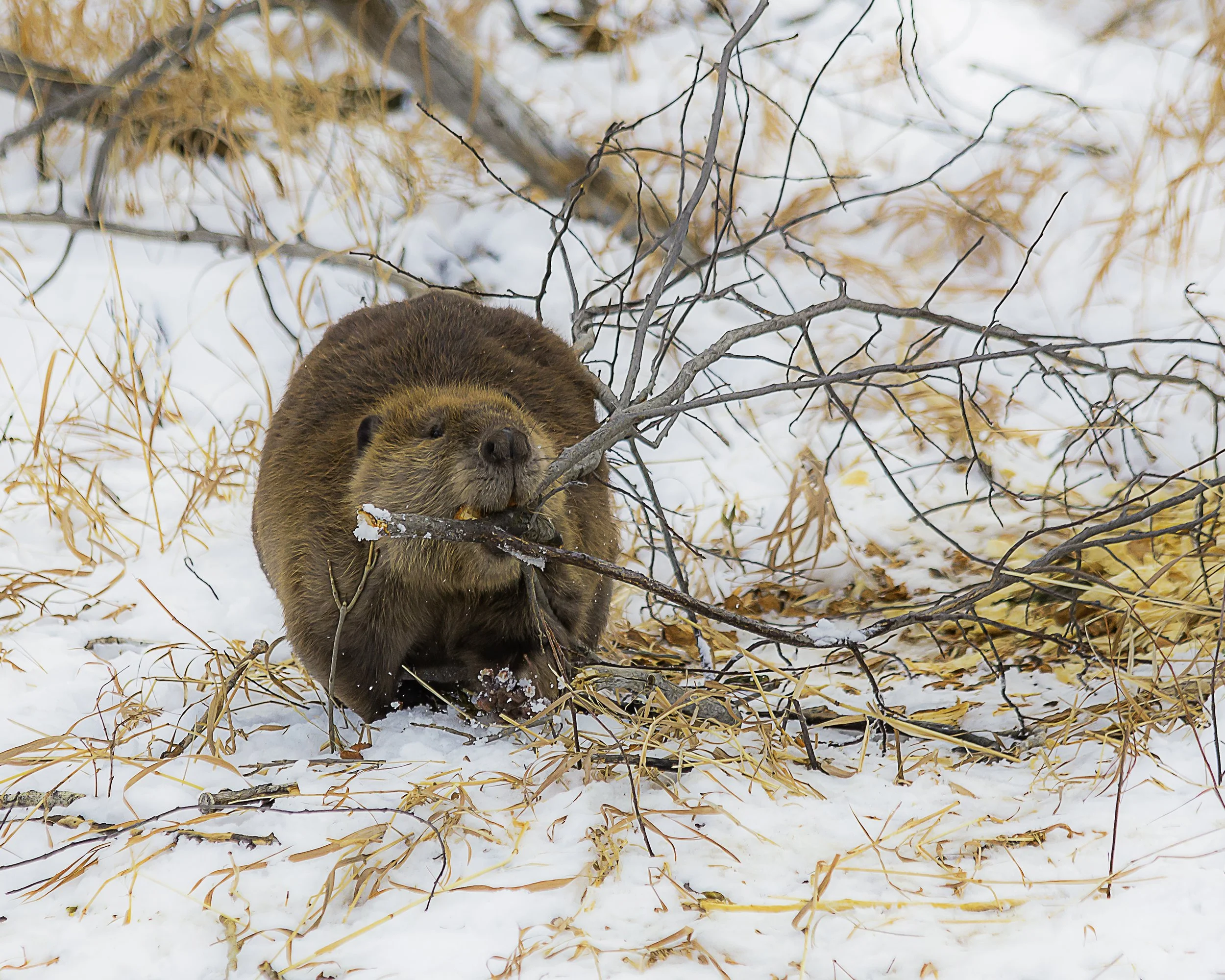 Gathering Wood 2016.jpg