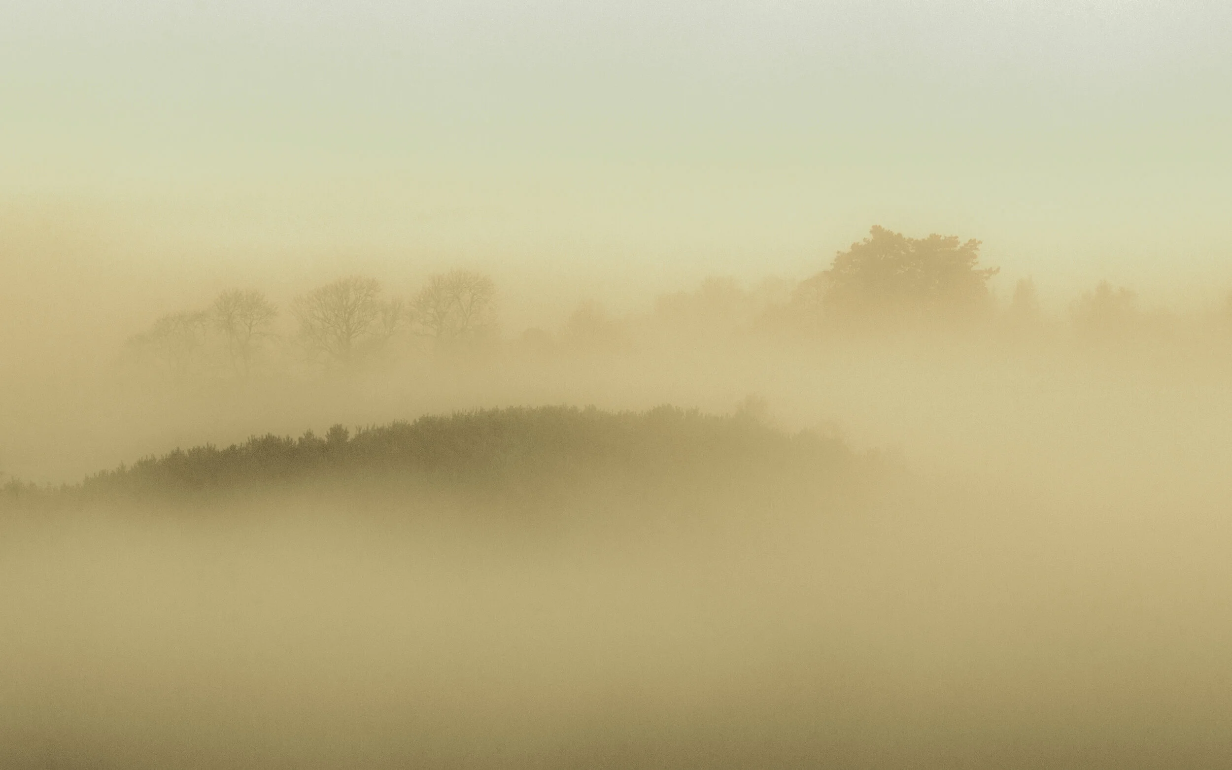 Trees begin to emerge through the fog on the Lincolnshire Wolds, England