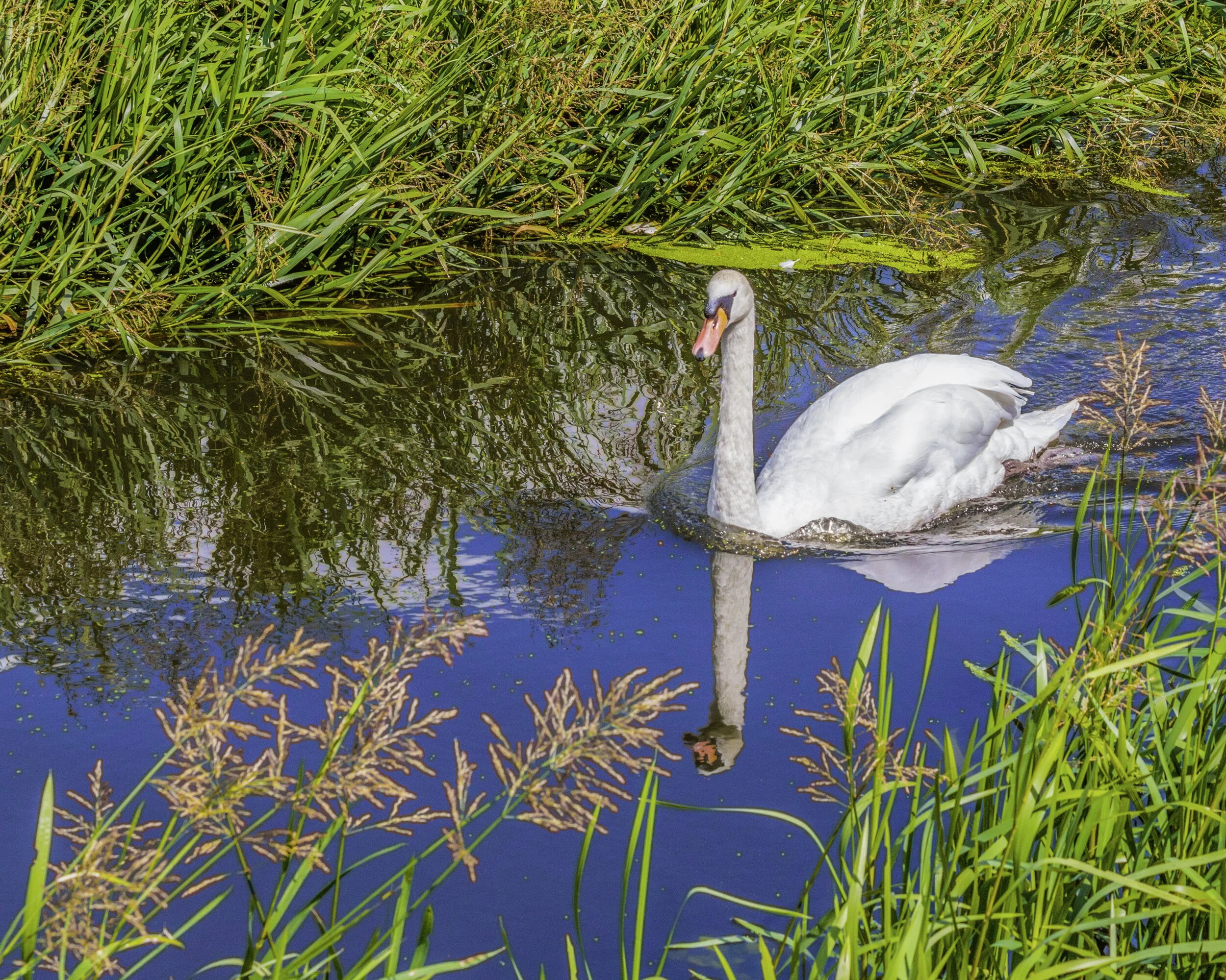Summer Gliding Swan 2014 .jpg