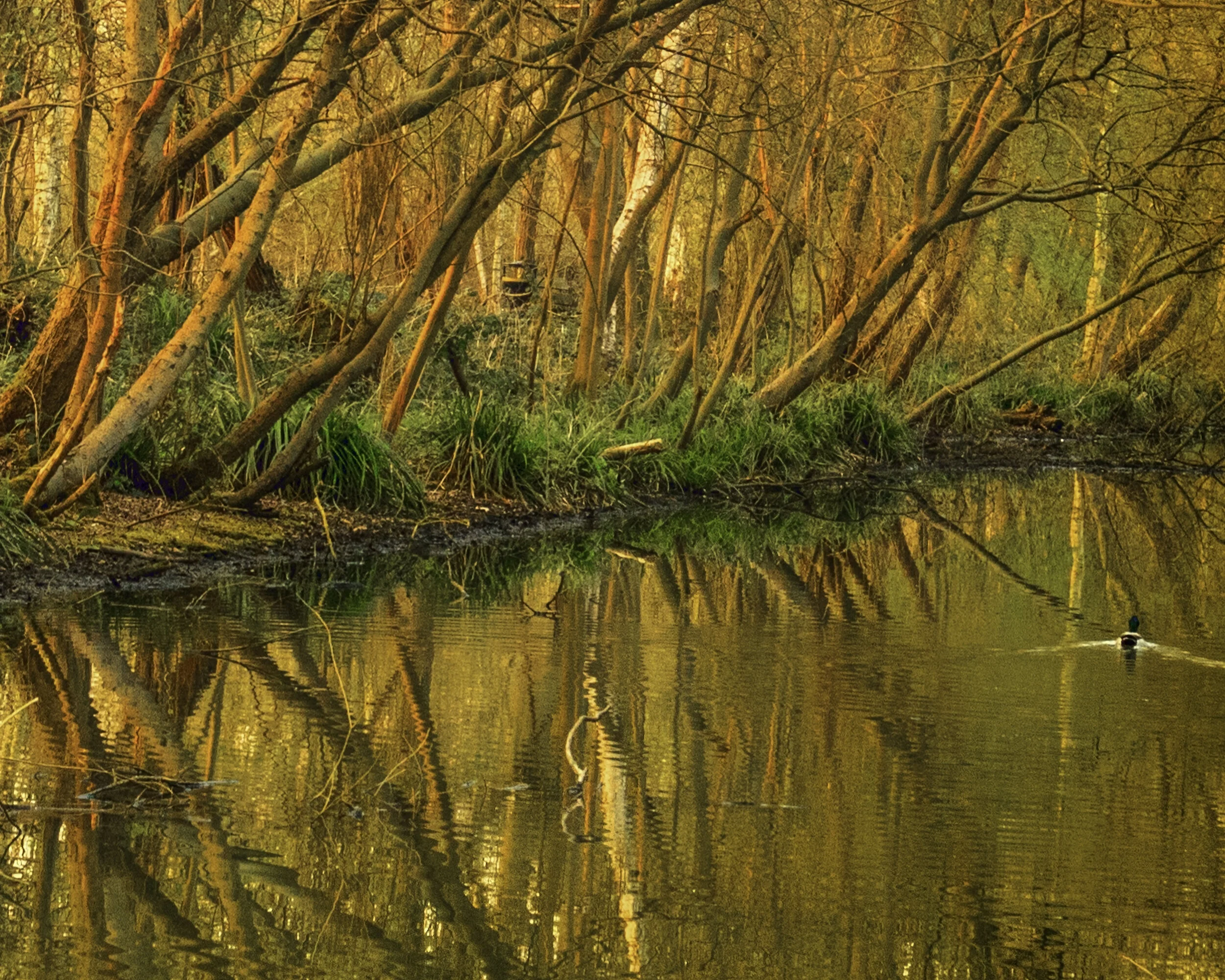 Trees in the River 2015.jpg
