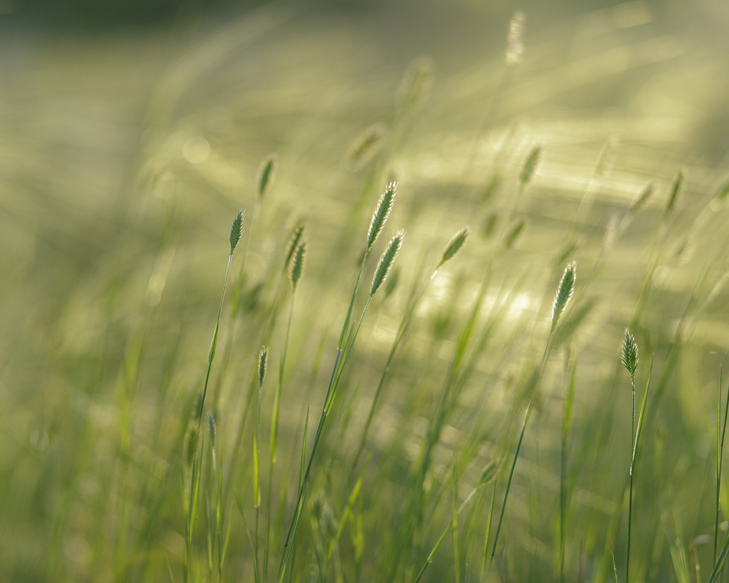 Spring Winds Medicine Hat 2021 copy.jpg