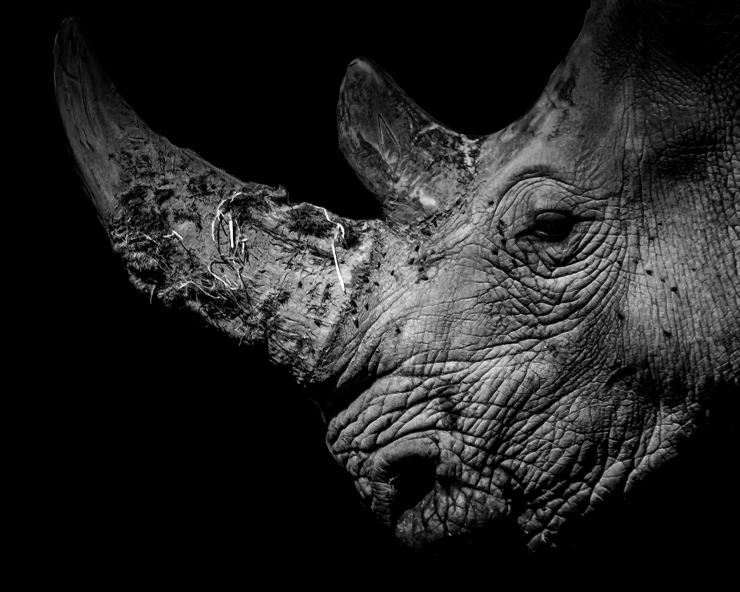 Portrait of a Rhino 2015.jpg