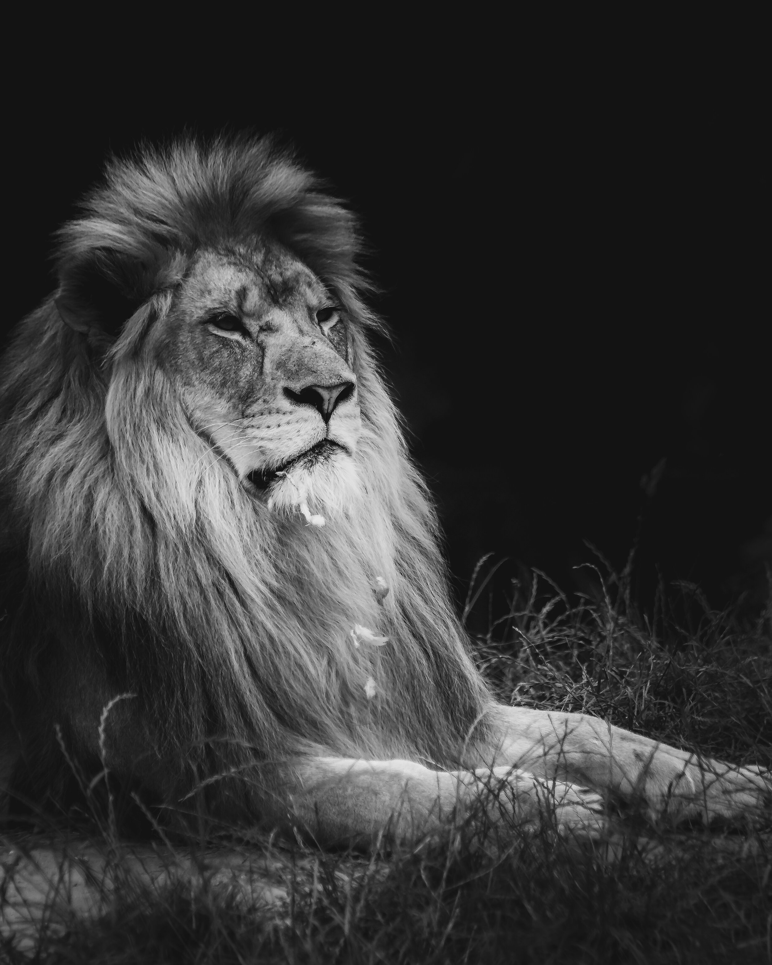 Lion After the Kill Zoo 2015.jpg