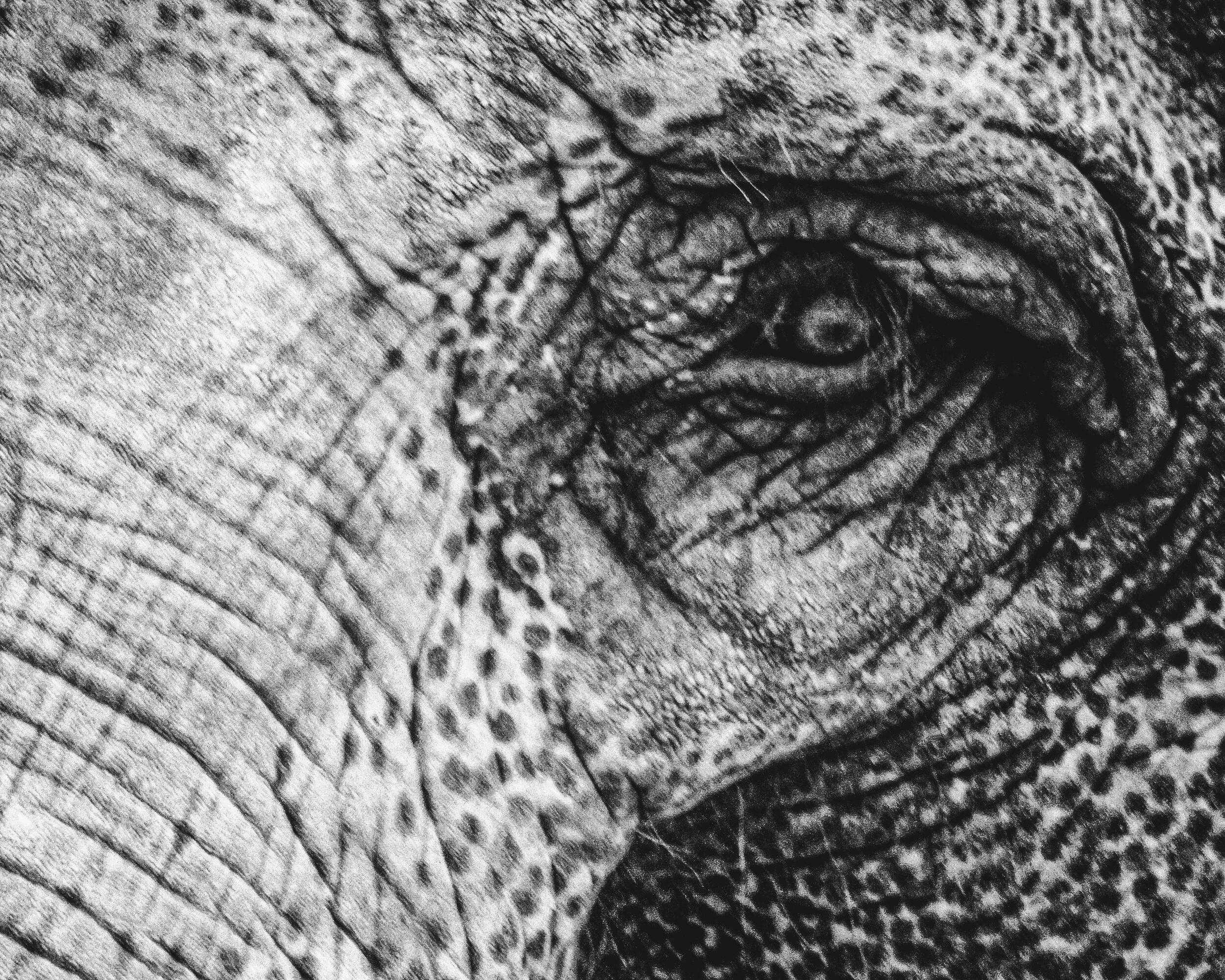 Never Forget 2017 Zoo .jpg