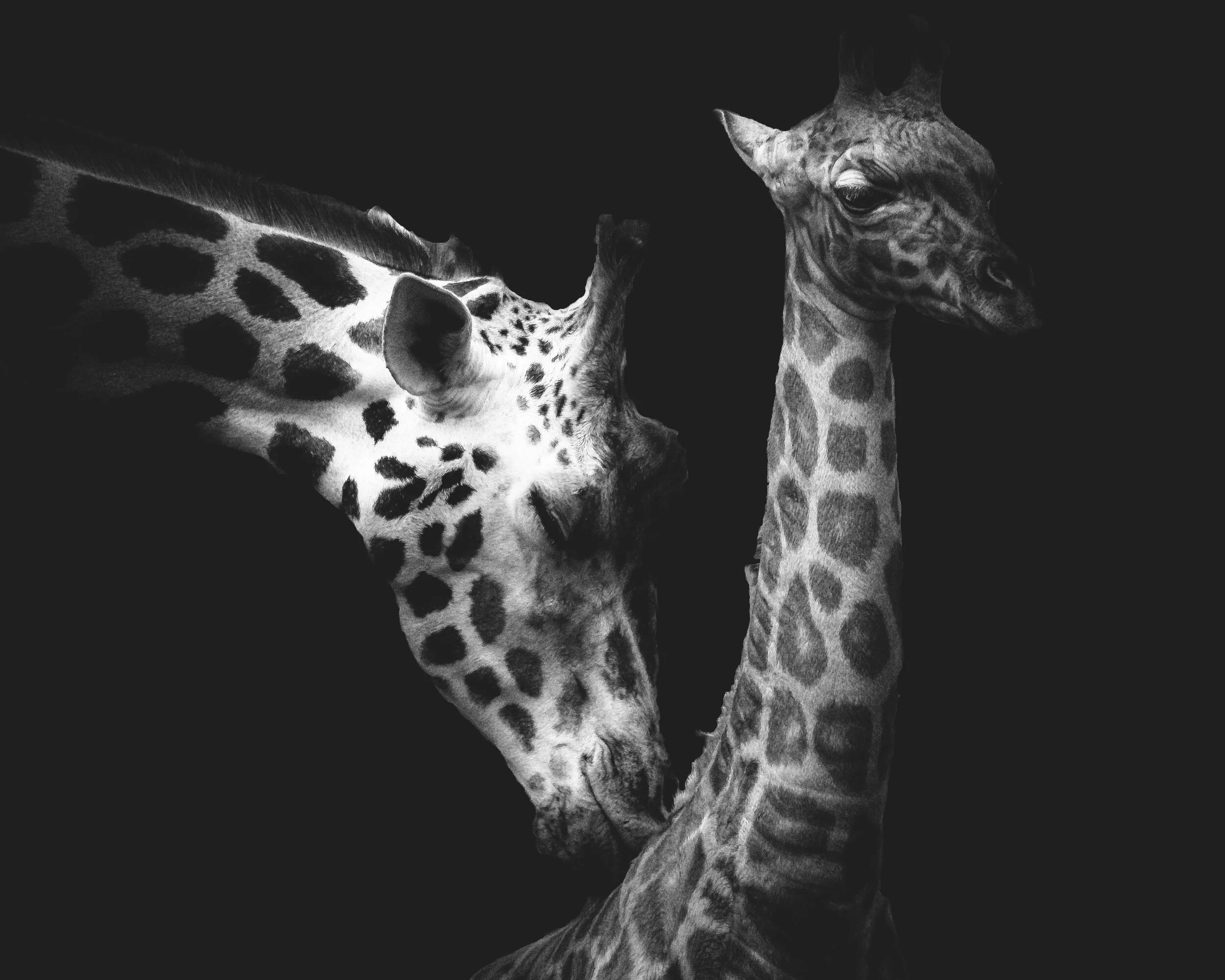 Affection Zoo 2015.jpg