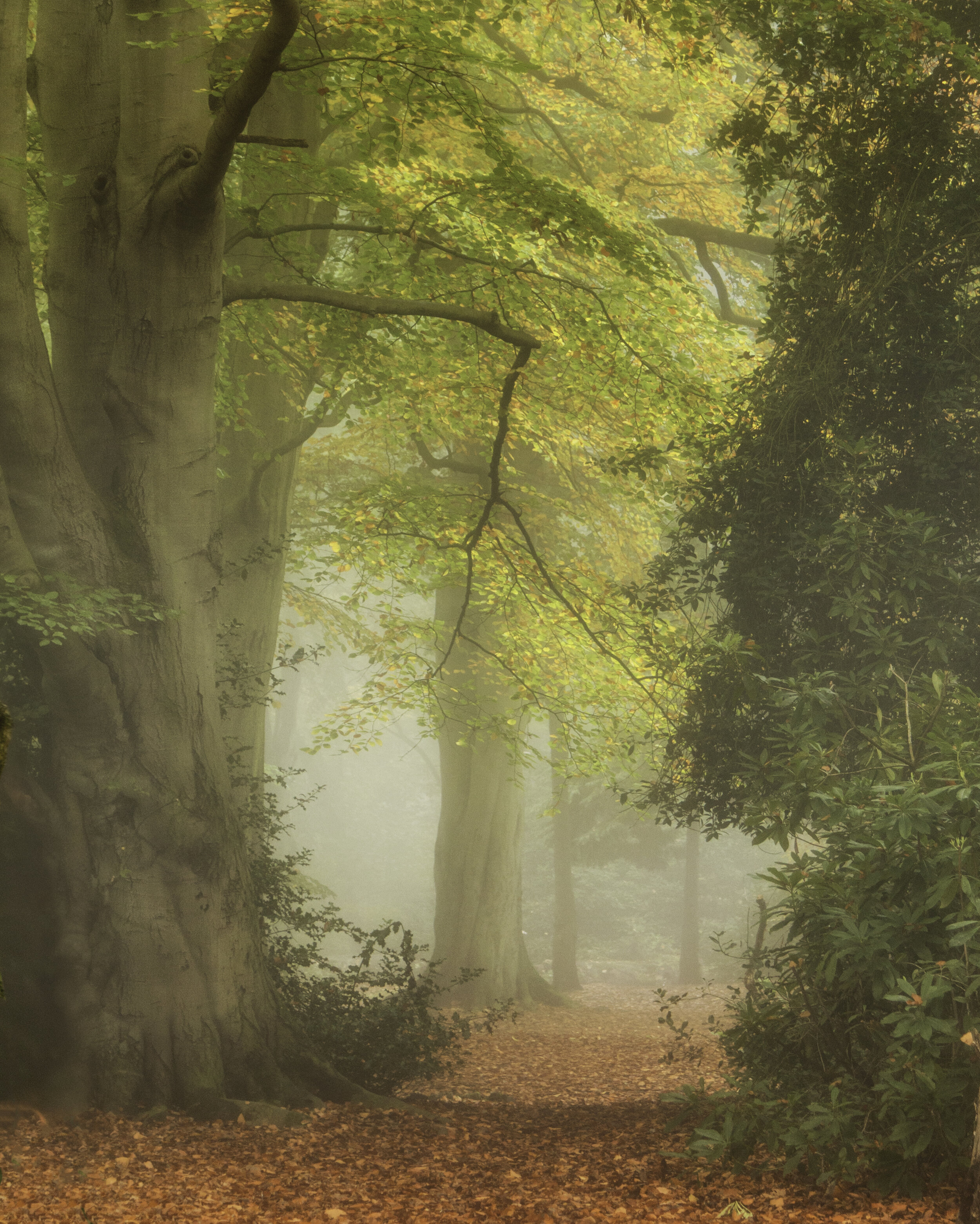 Autumn Leaves 2015.jpg