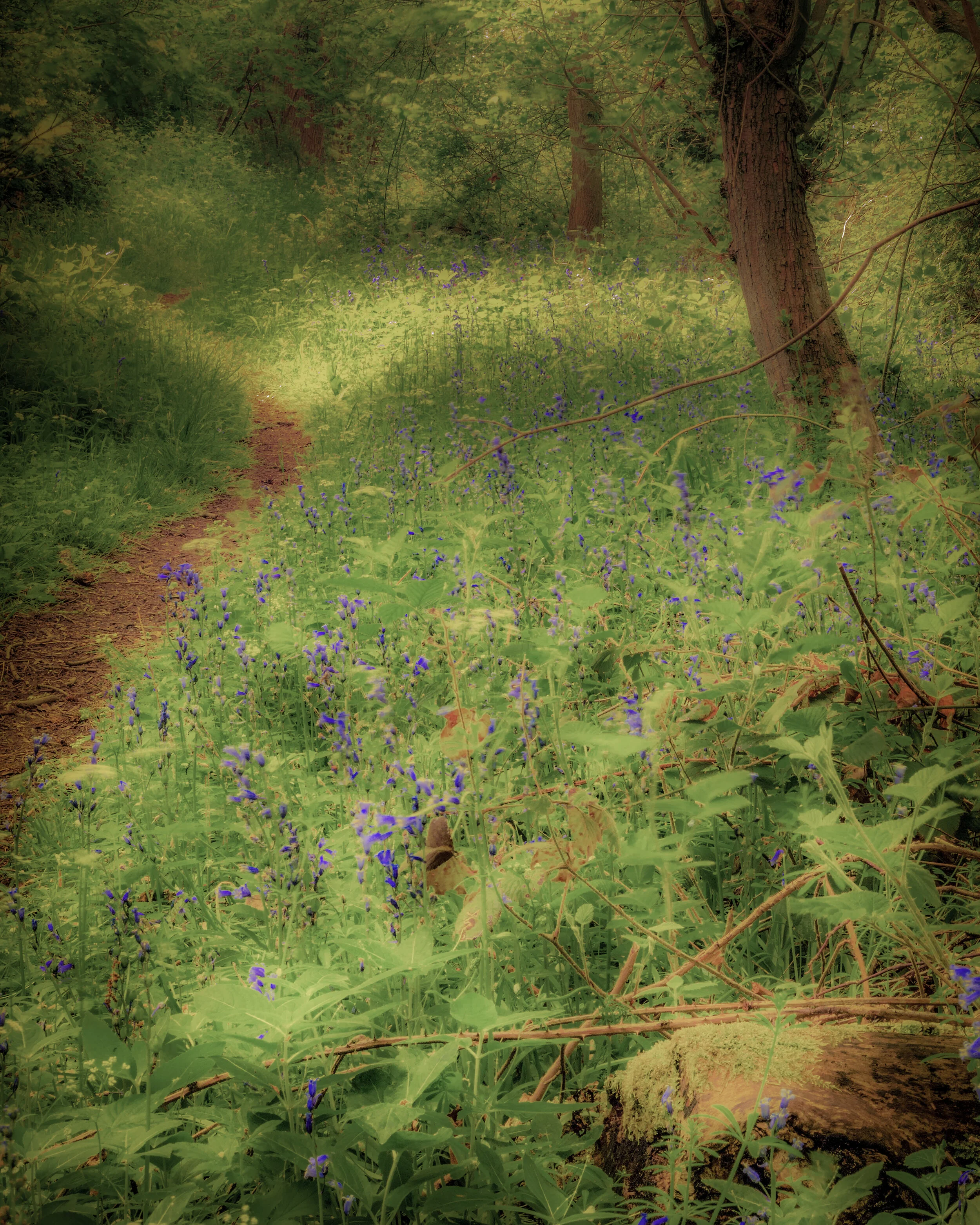 Bluebells in the wood 2015.jpg