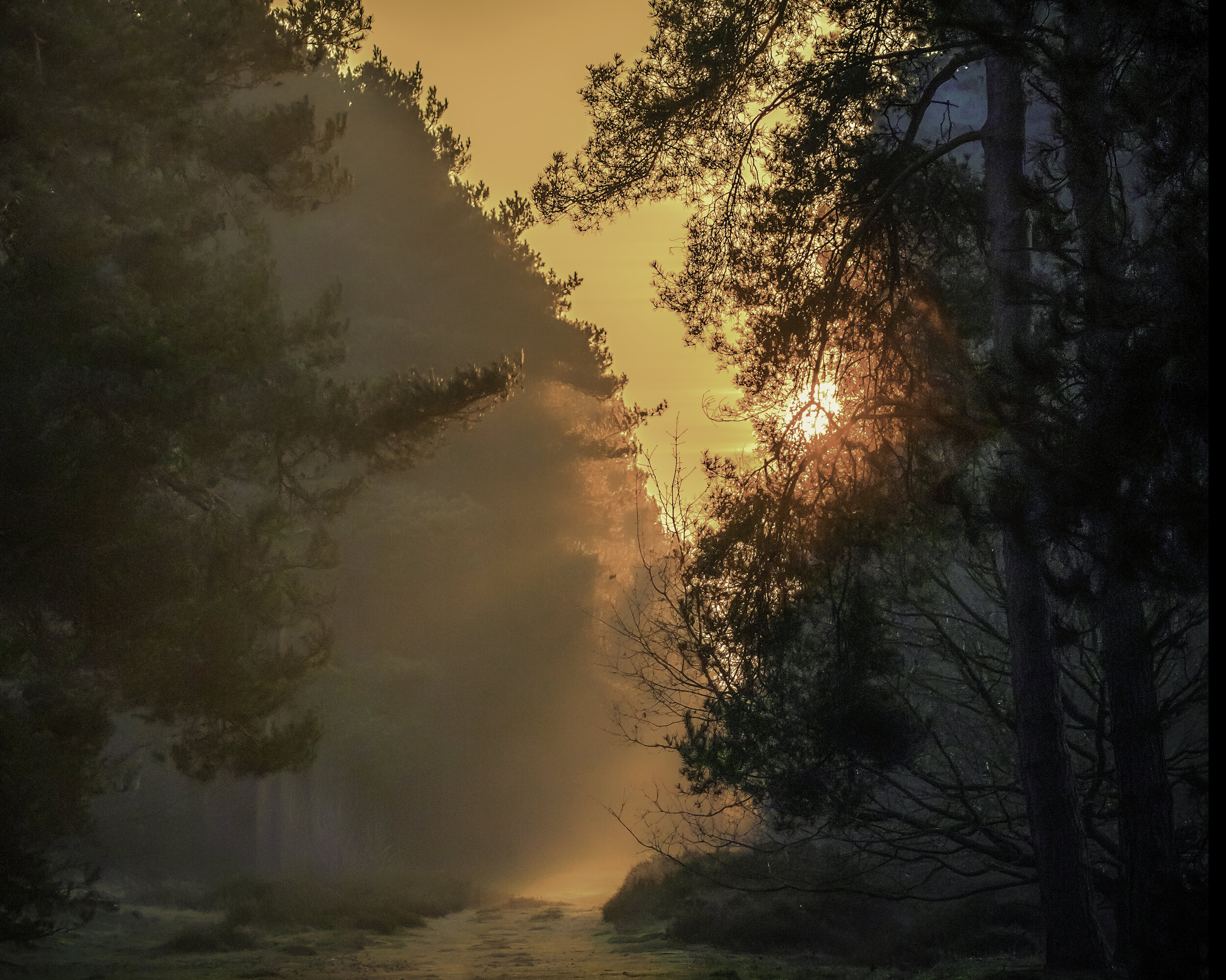 Sunrise Tealby Wood 2014.jpg