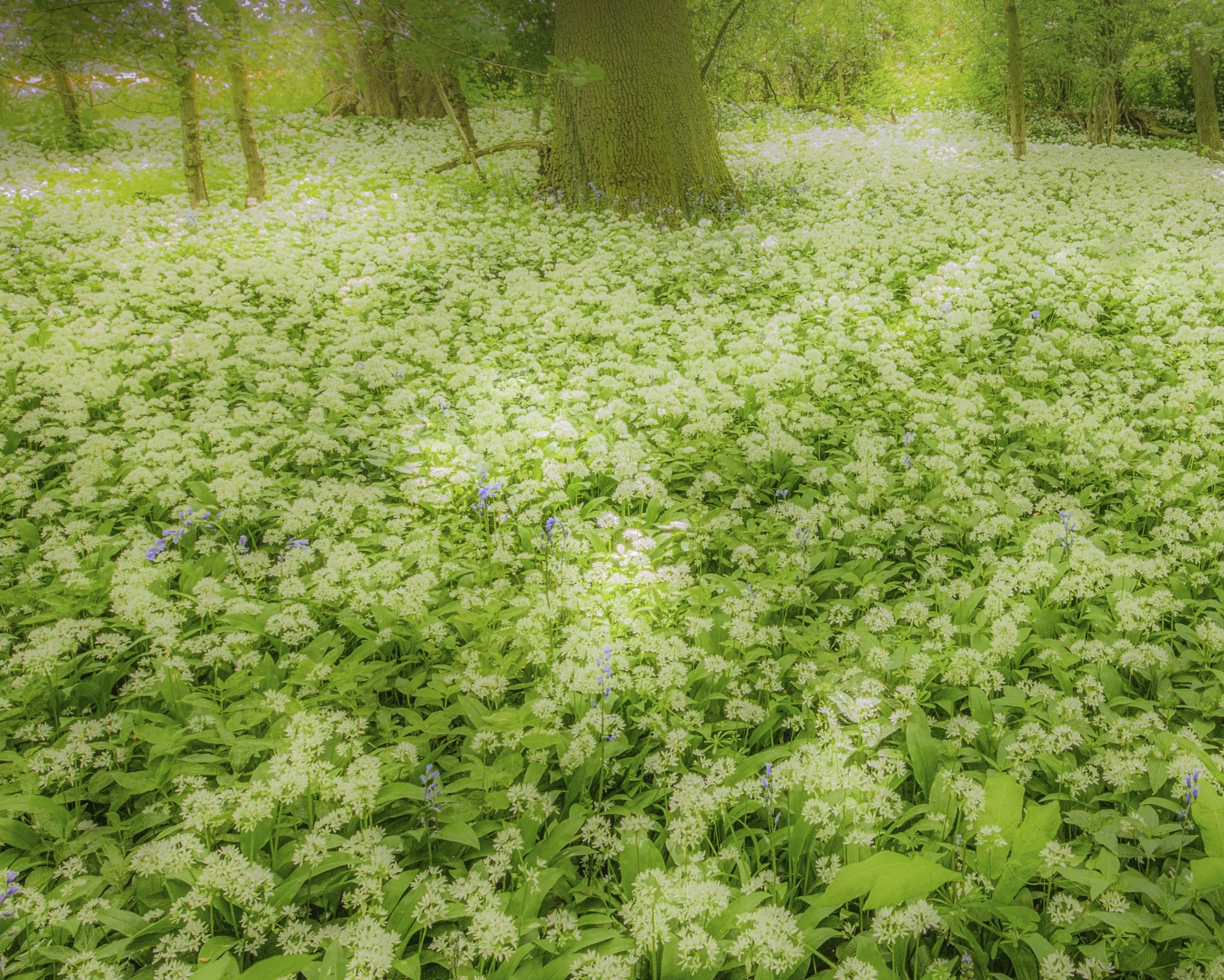 Field of Garlic Ivy England 2015.jpg