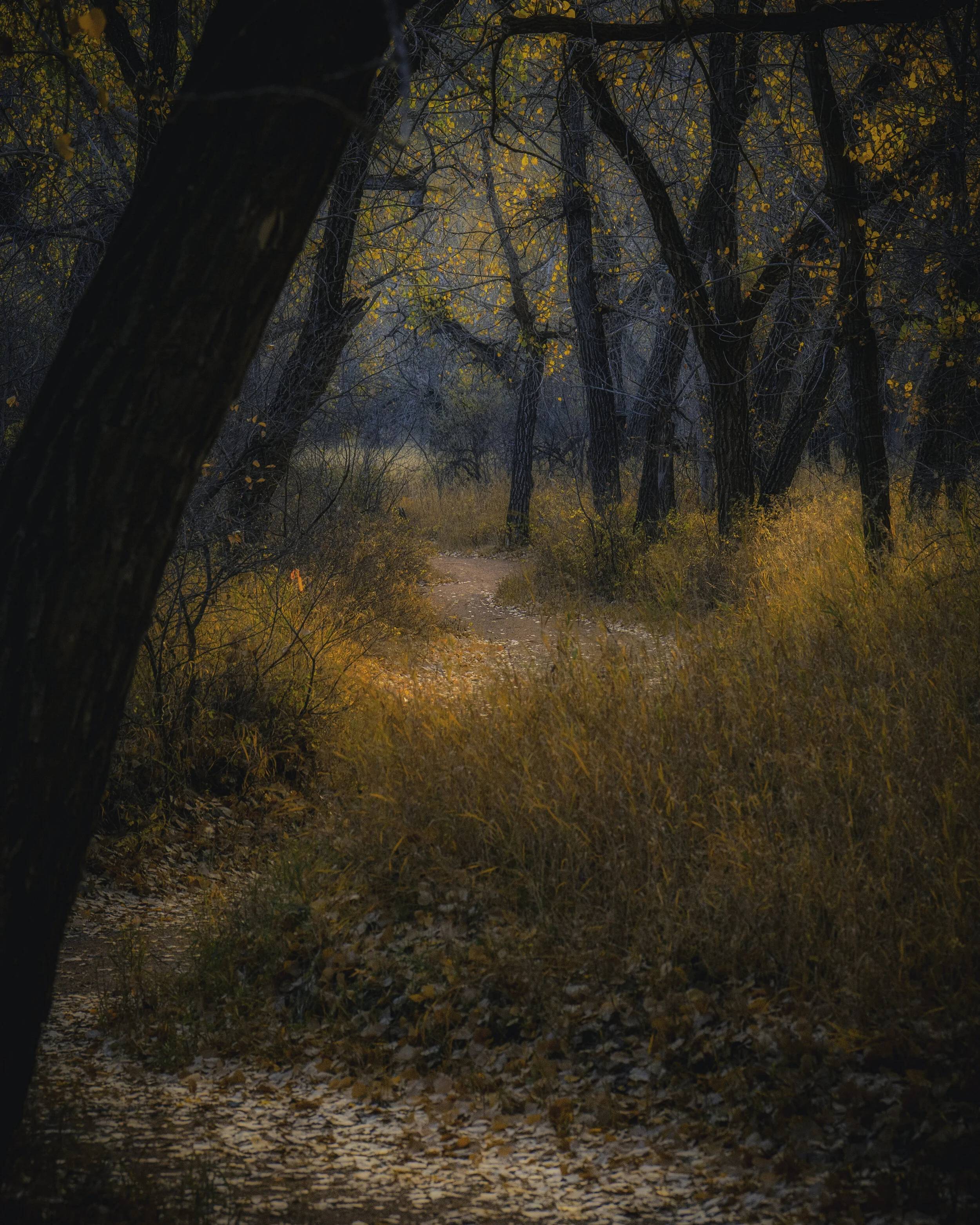 Winding Fall Path Police Point Park  October 2021 .jpg