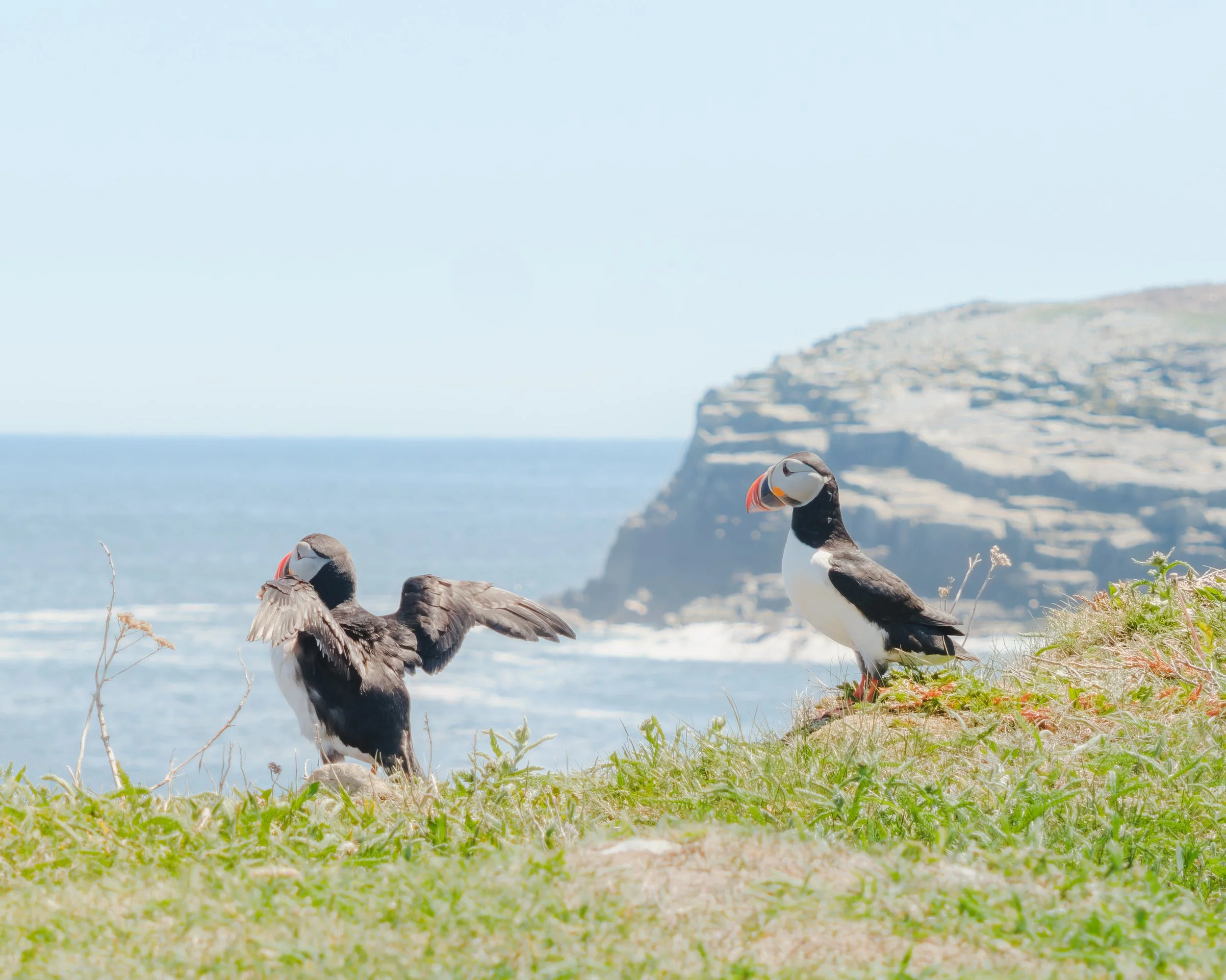 Puffin Stretch and Watch .jpg