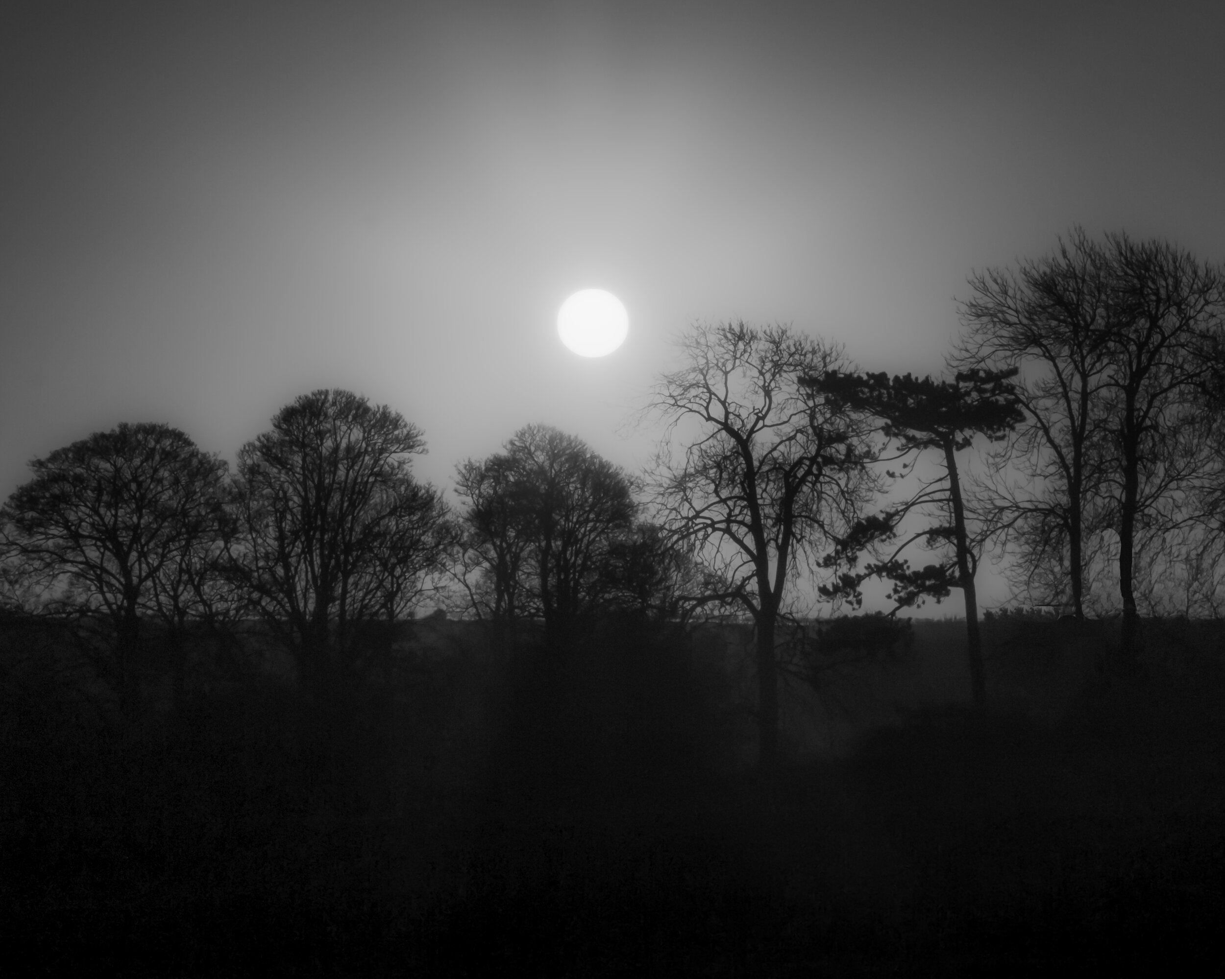 Swaby Trees Autumn Sun.jpg