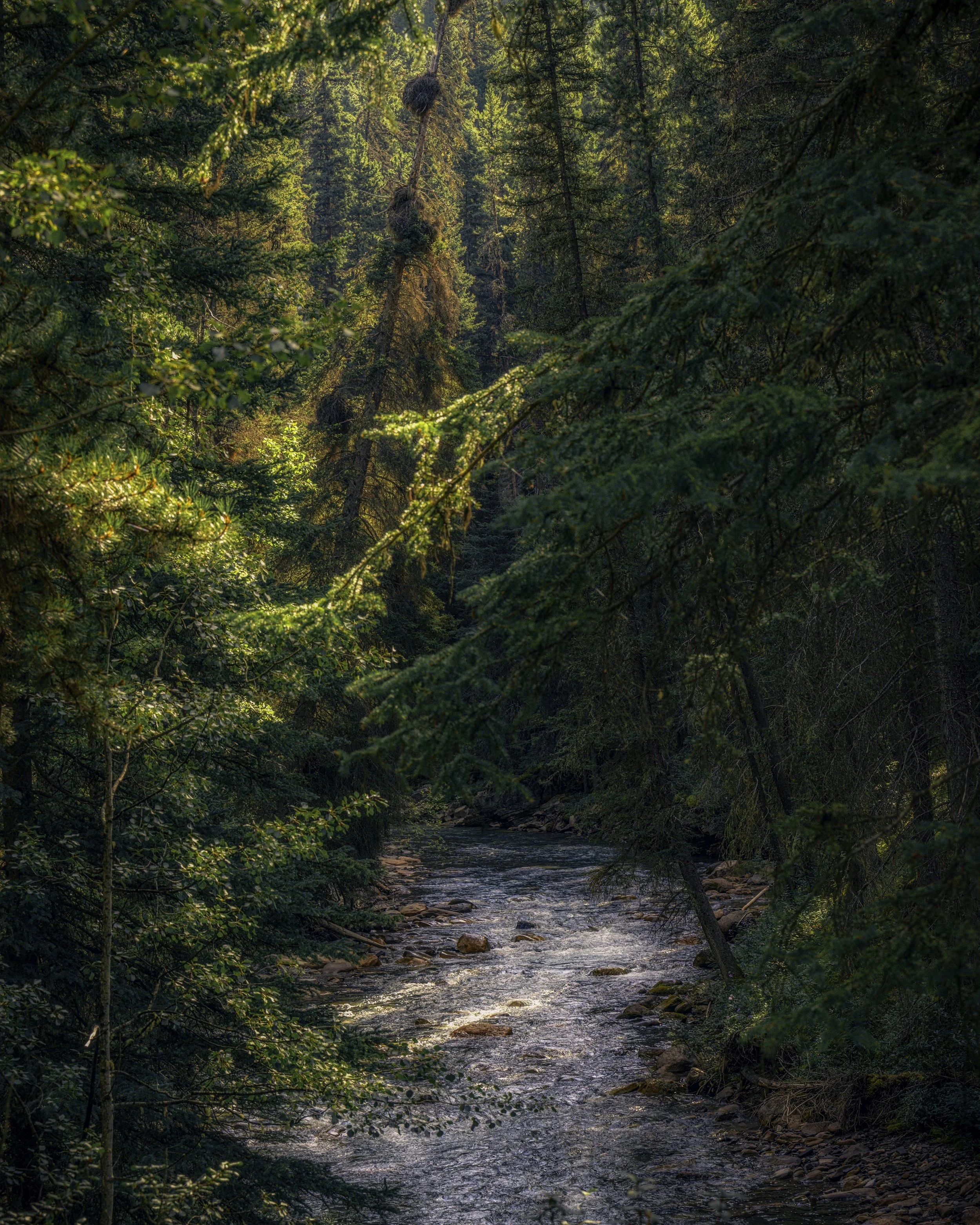 Johnson Canyon Nest in Trees Aug 2021 .jpg