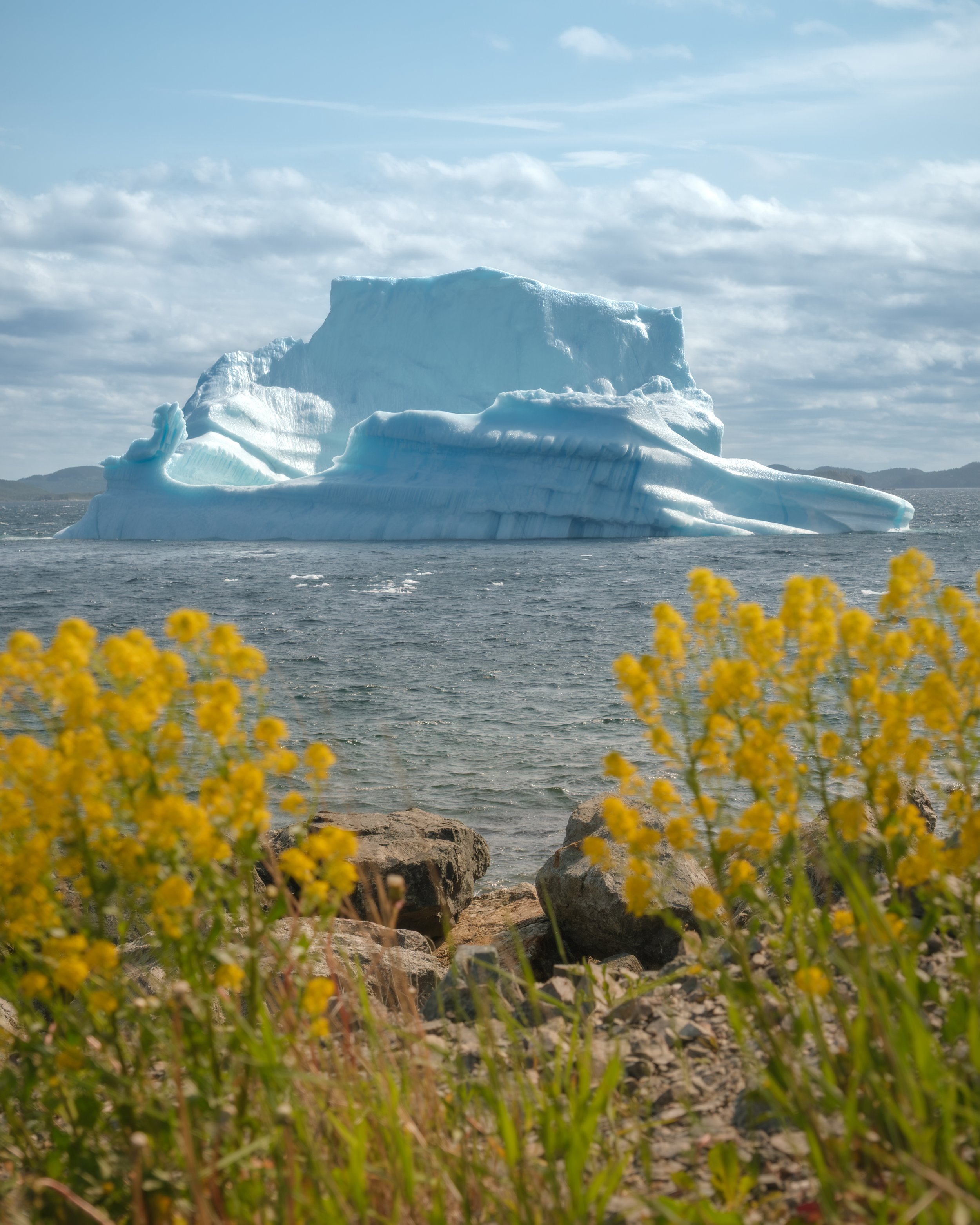 Iceberg and Flowers .jpg