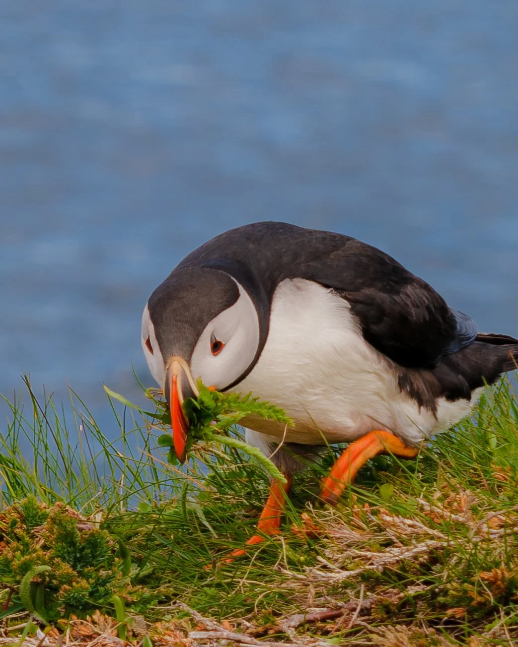 Puffin_Gathering_Nest_2_June_2024_.jpg