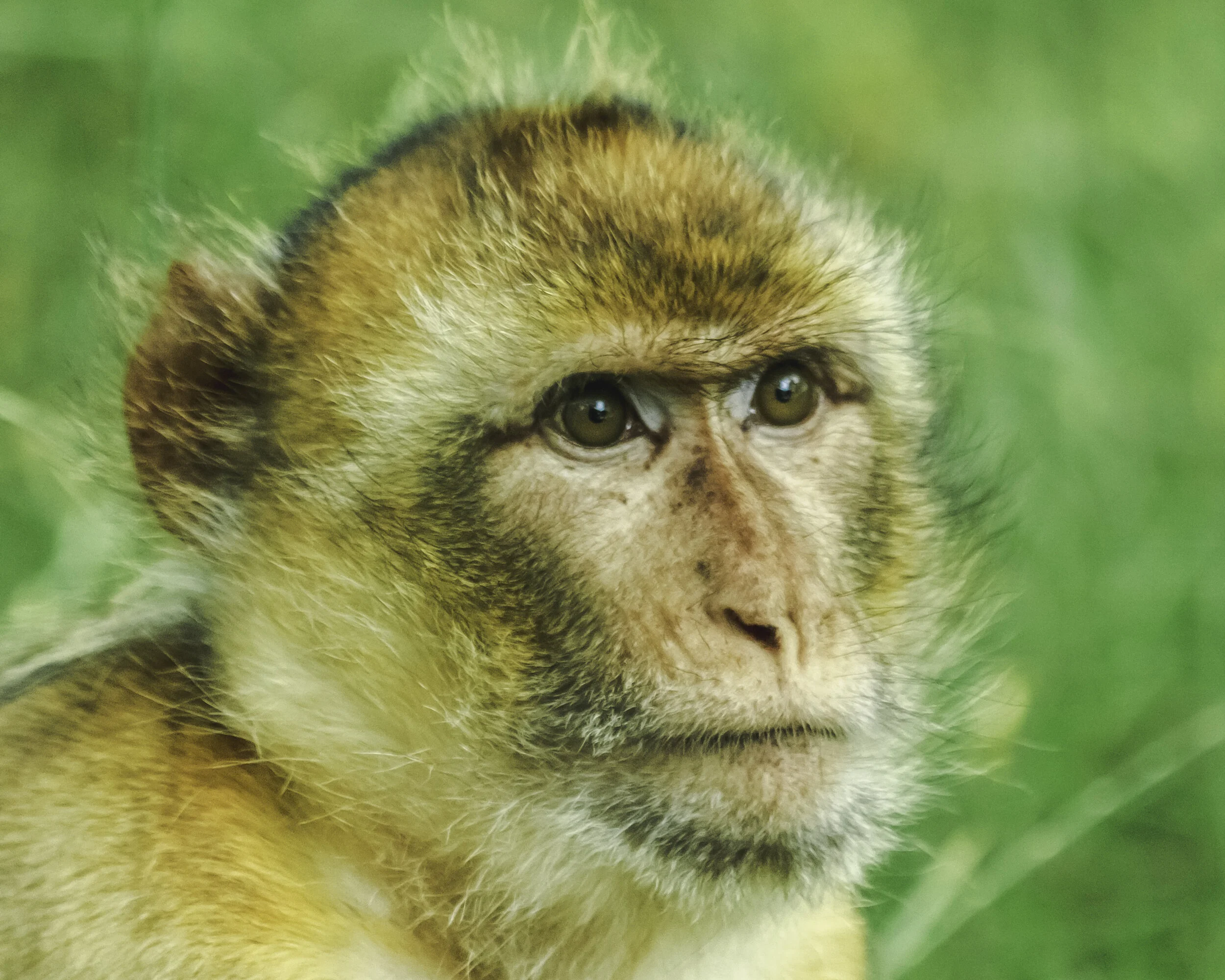 Monkey Portrait 2014.jpg