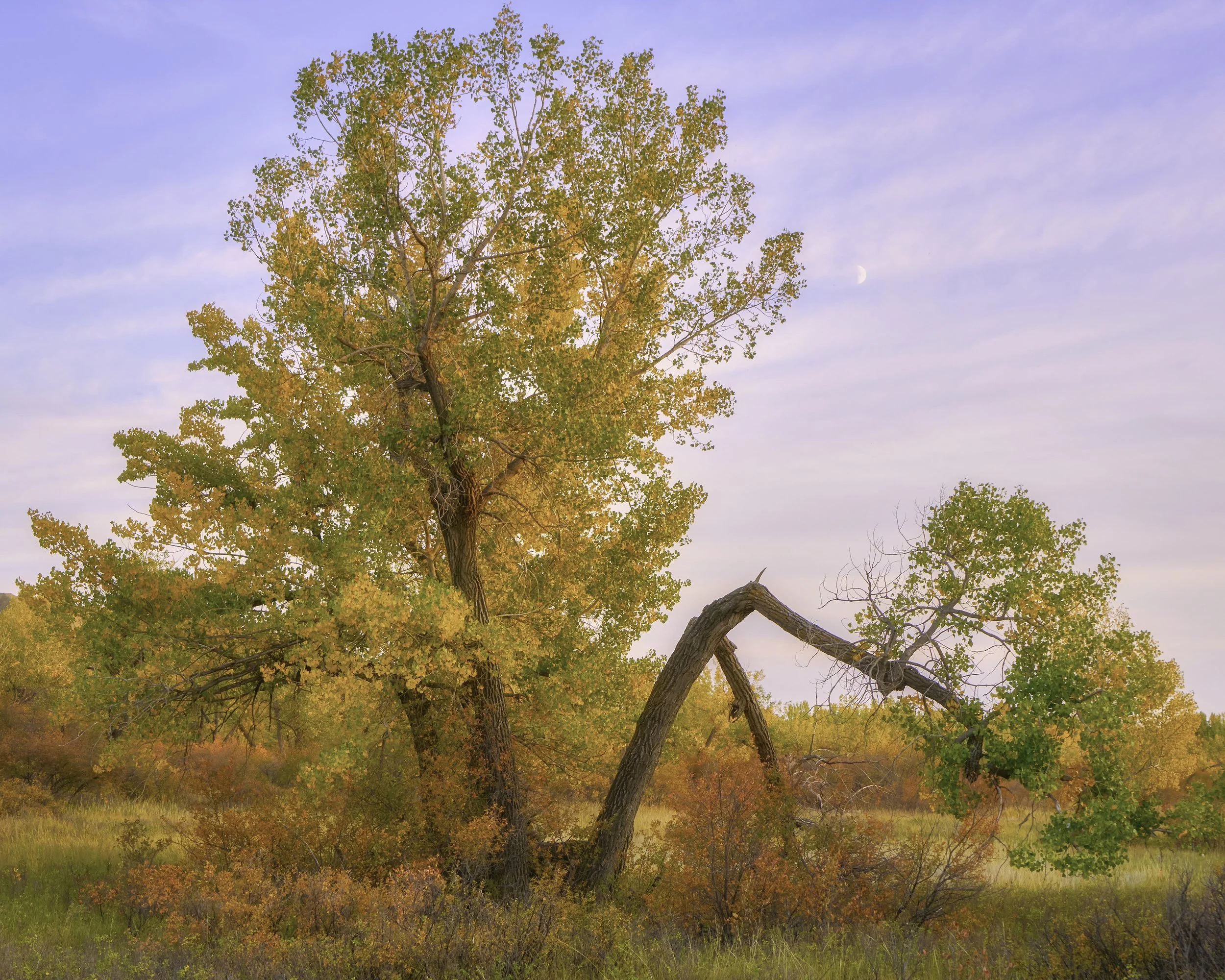Police Point Park Broken Tree Fall 2020.jpg