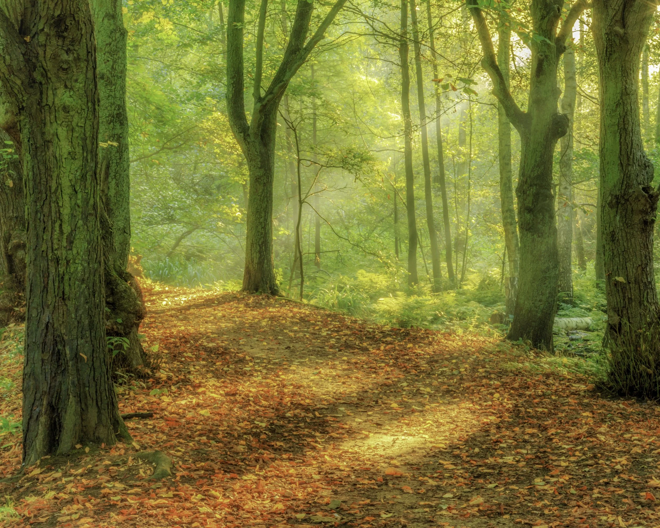 Sunlit Path-Hartsholme 2015.jpg