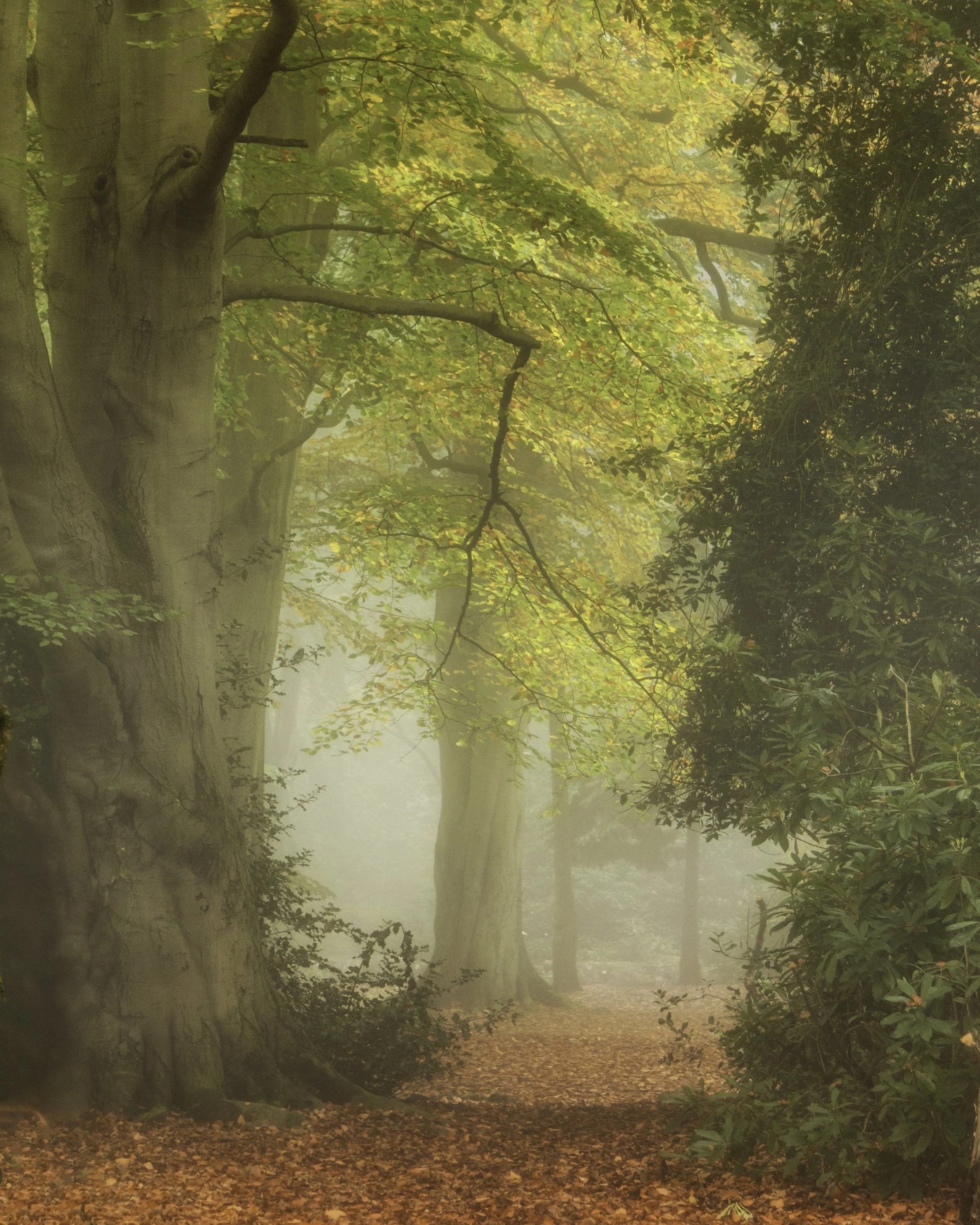 Autumn Leaves 2015.jpg