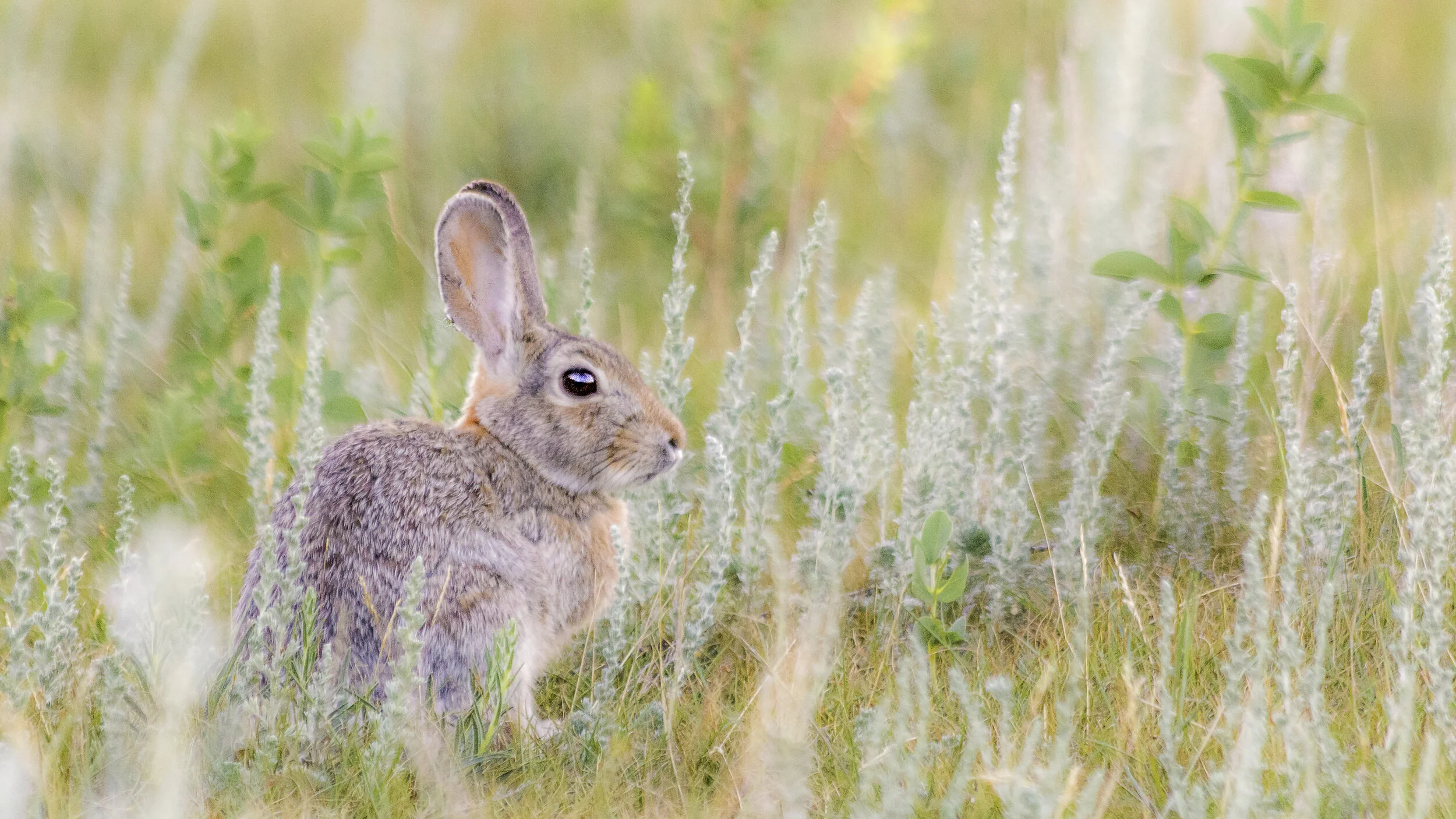 Perfect Rabbit 2018.jpg