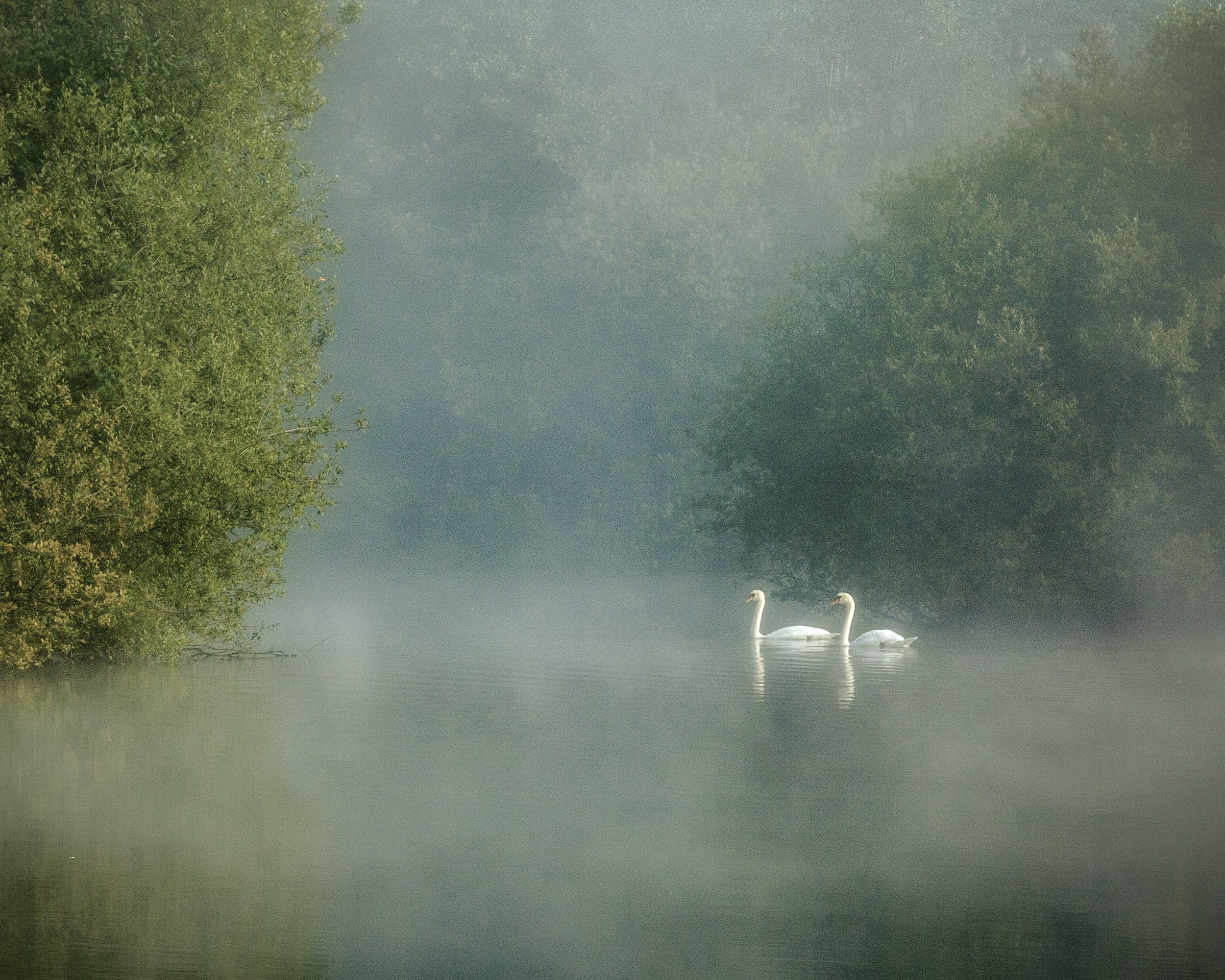 Swans in the Mist 2015.jpg