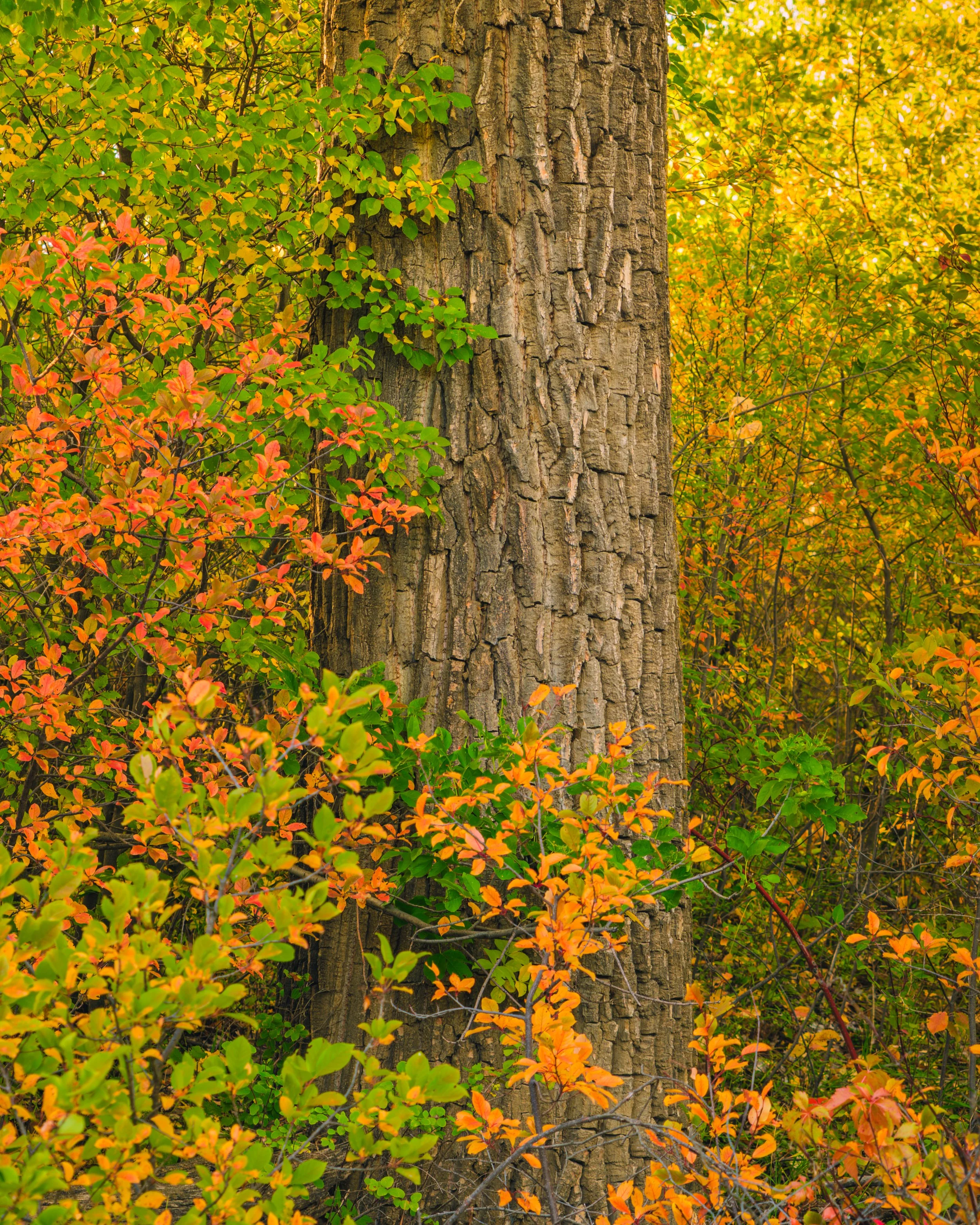Fall_Colours_2_.jpg