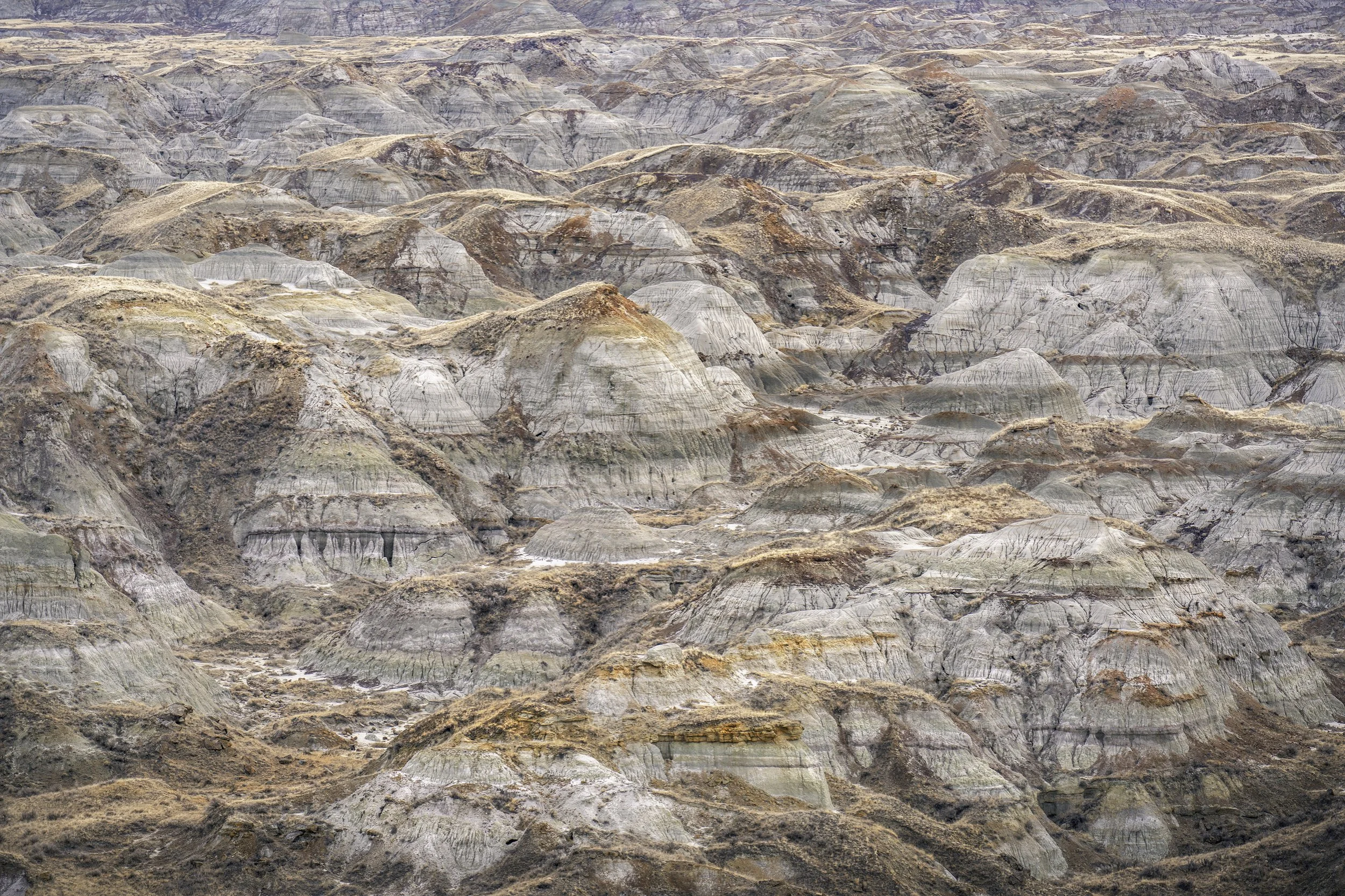 Dinosaurs from Above Feb 2022 .jpg