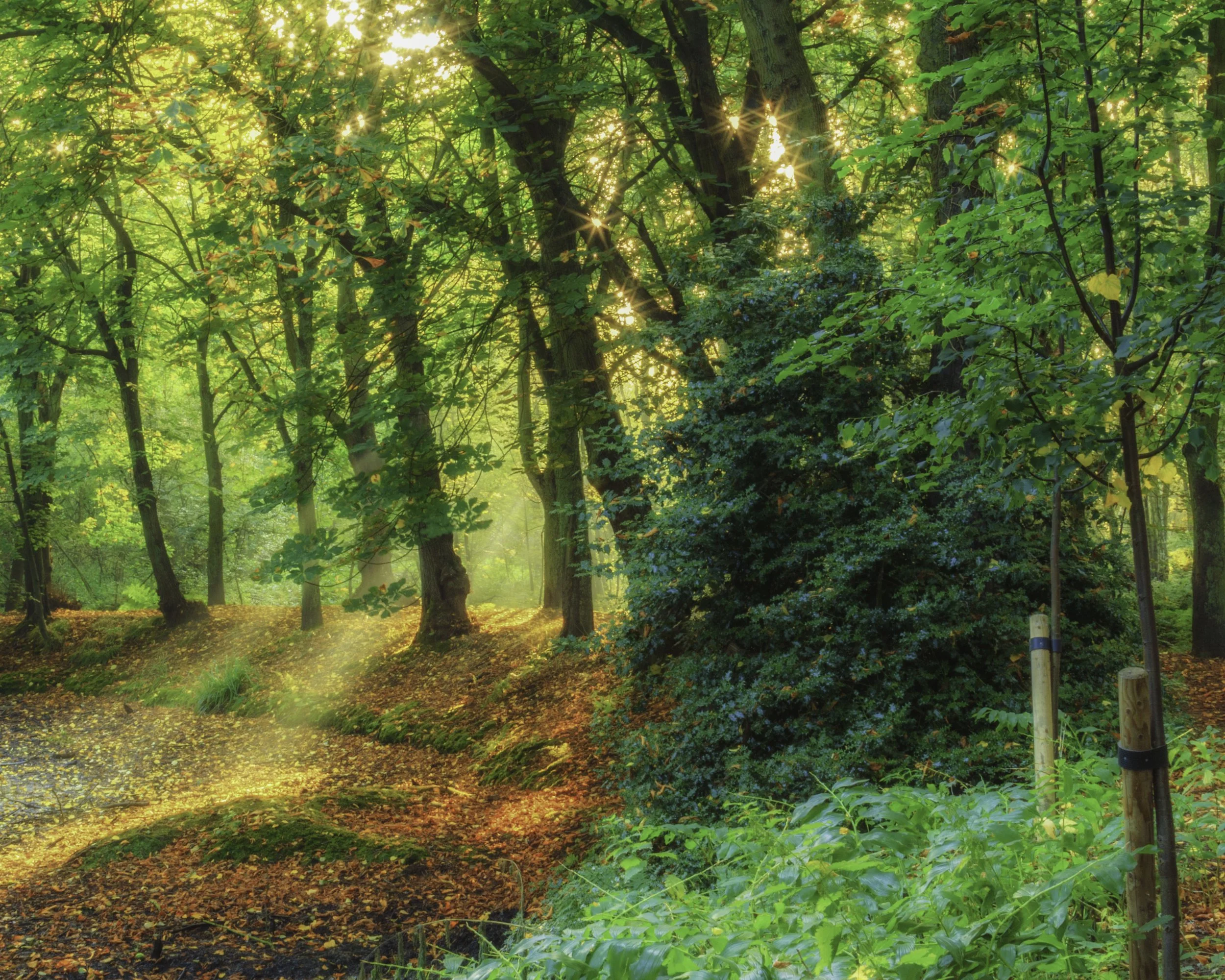 Trees and Sunlight Hartsholme 2015.jpg