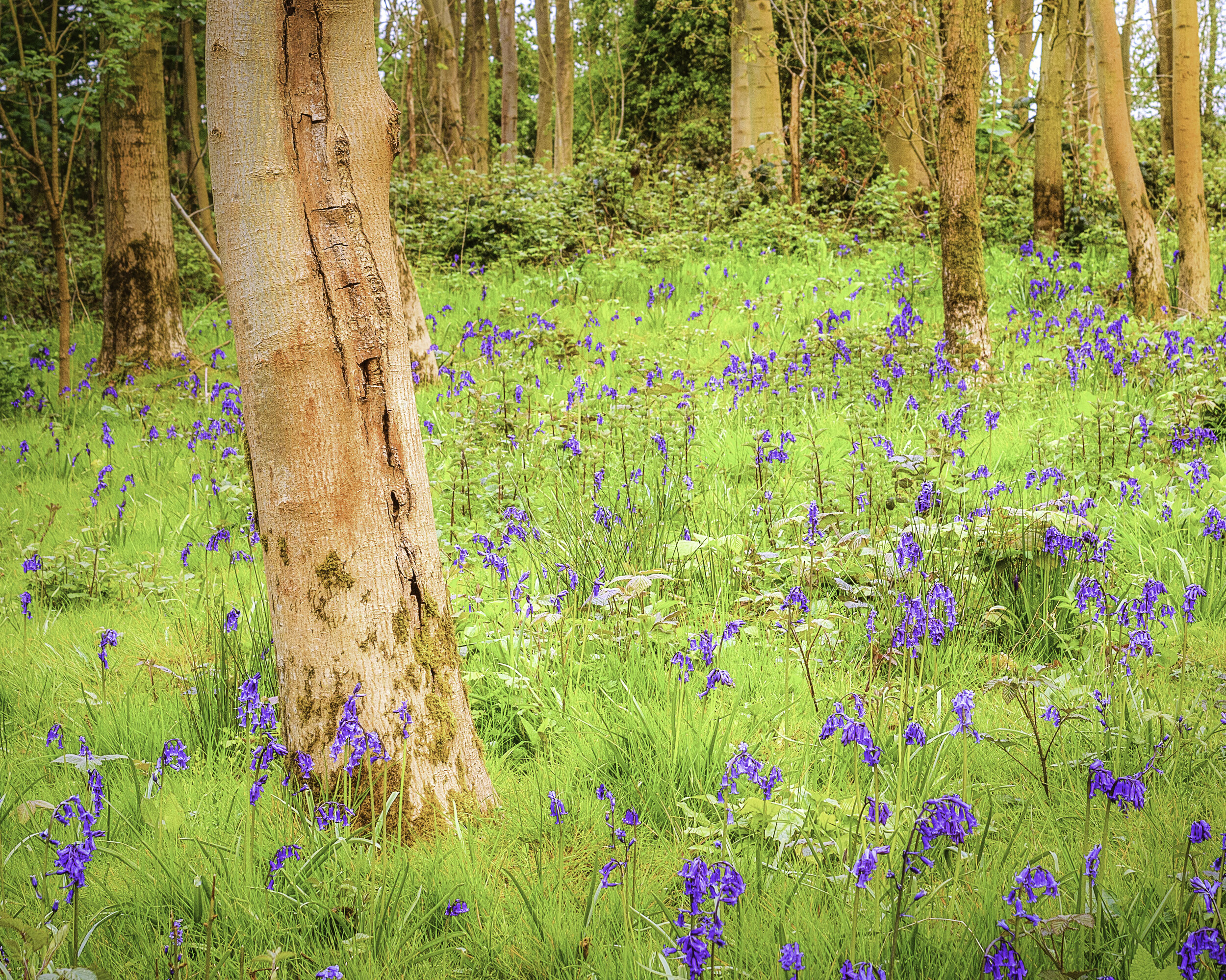 Bluebells in the Wood 2017.jpg