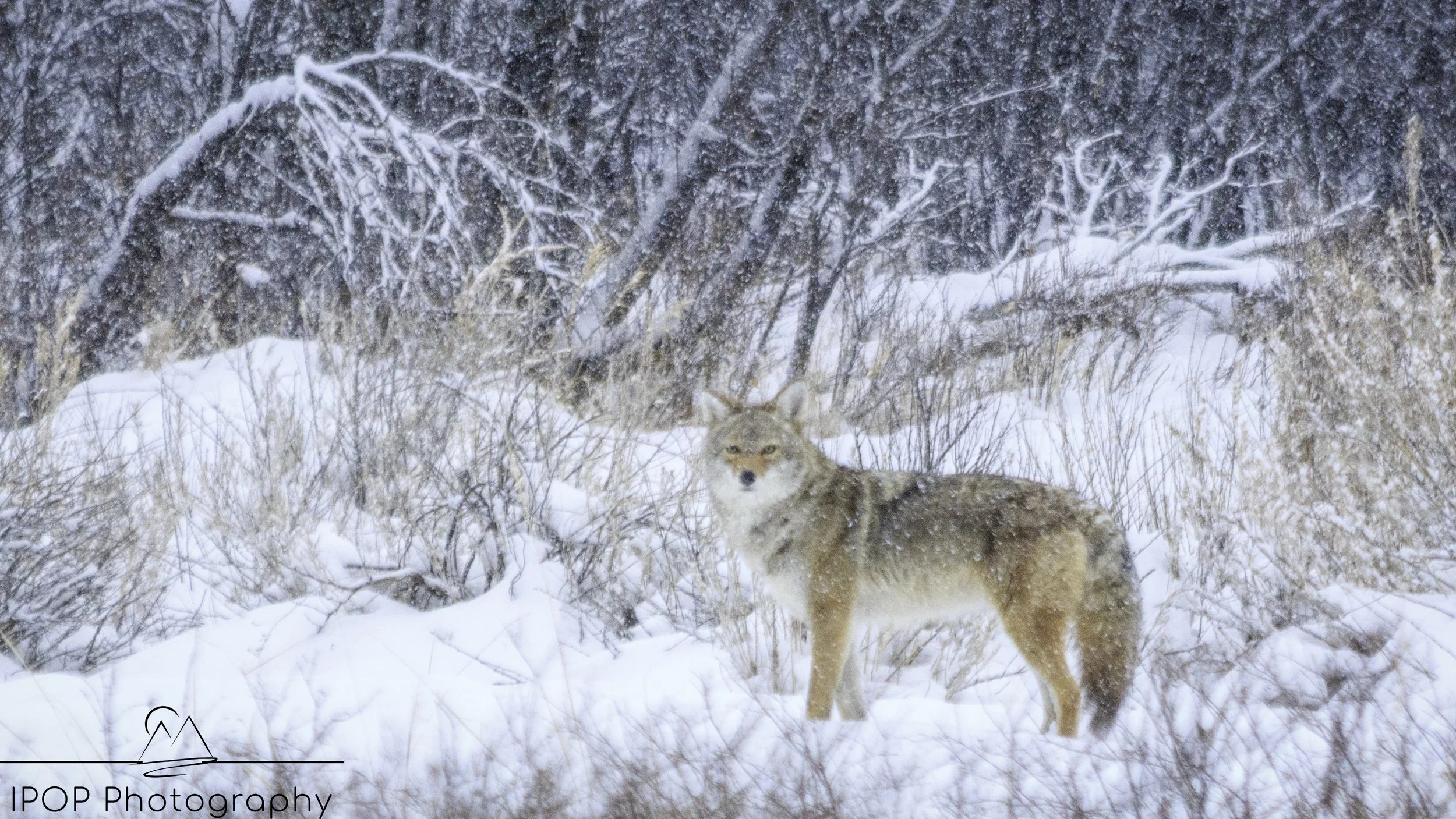 Coyote Snow 2017 with logo.jpg