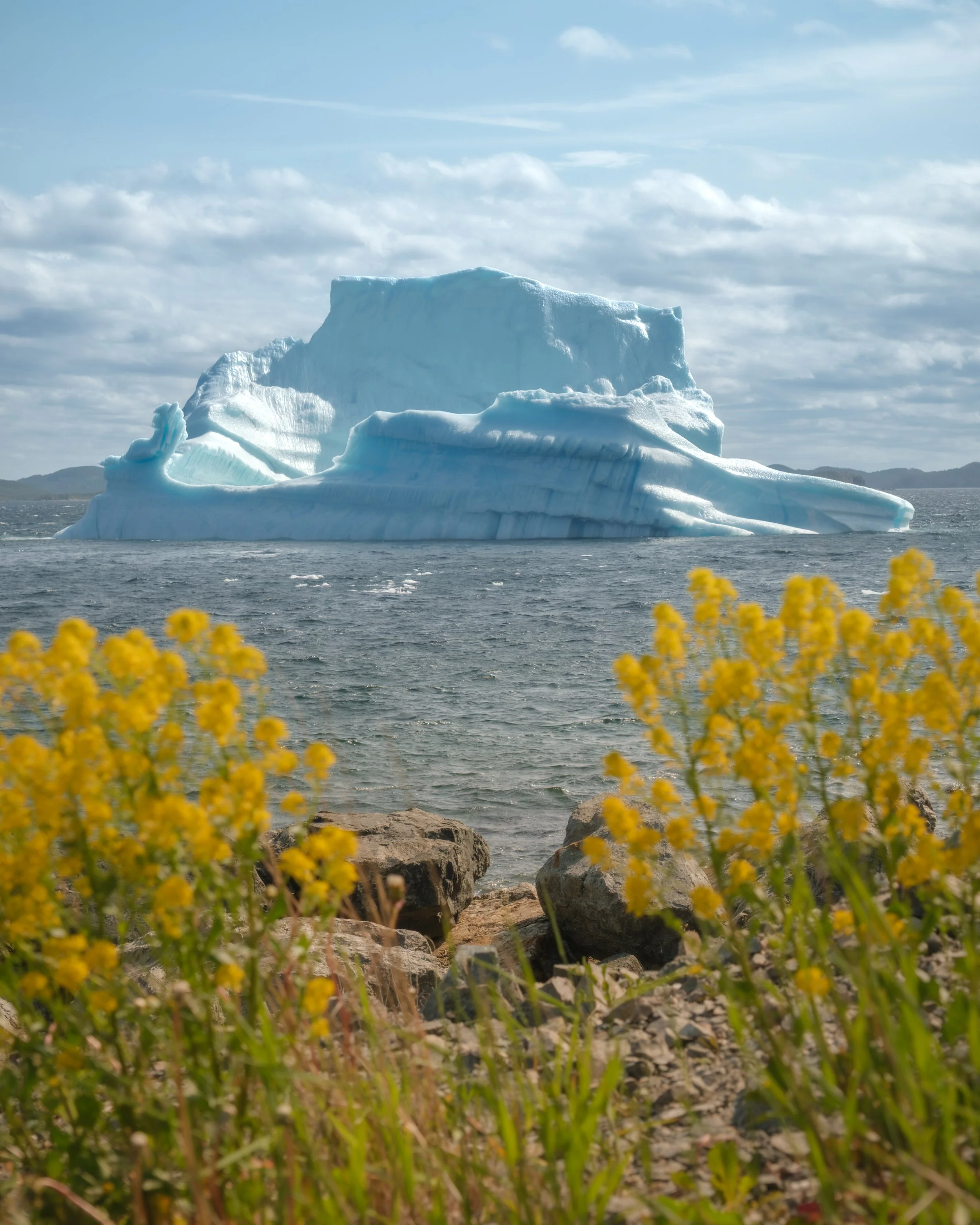 Iceberg_and_Flowers_.jpg