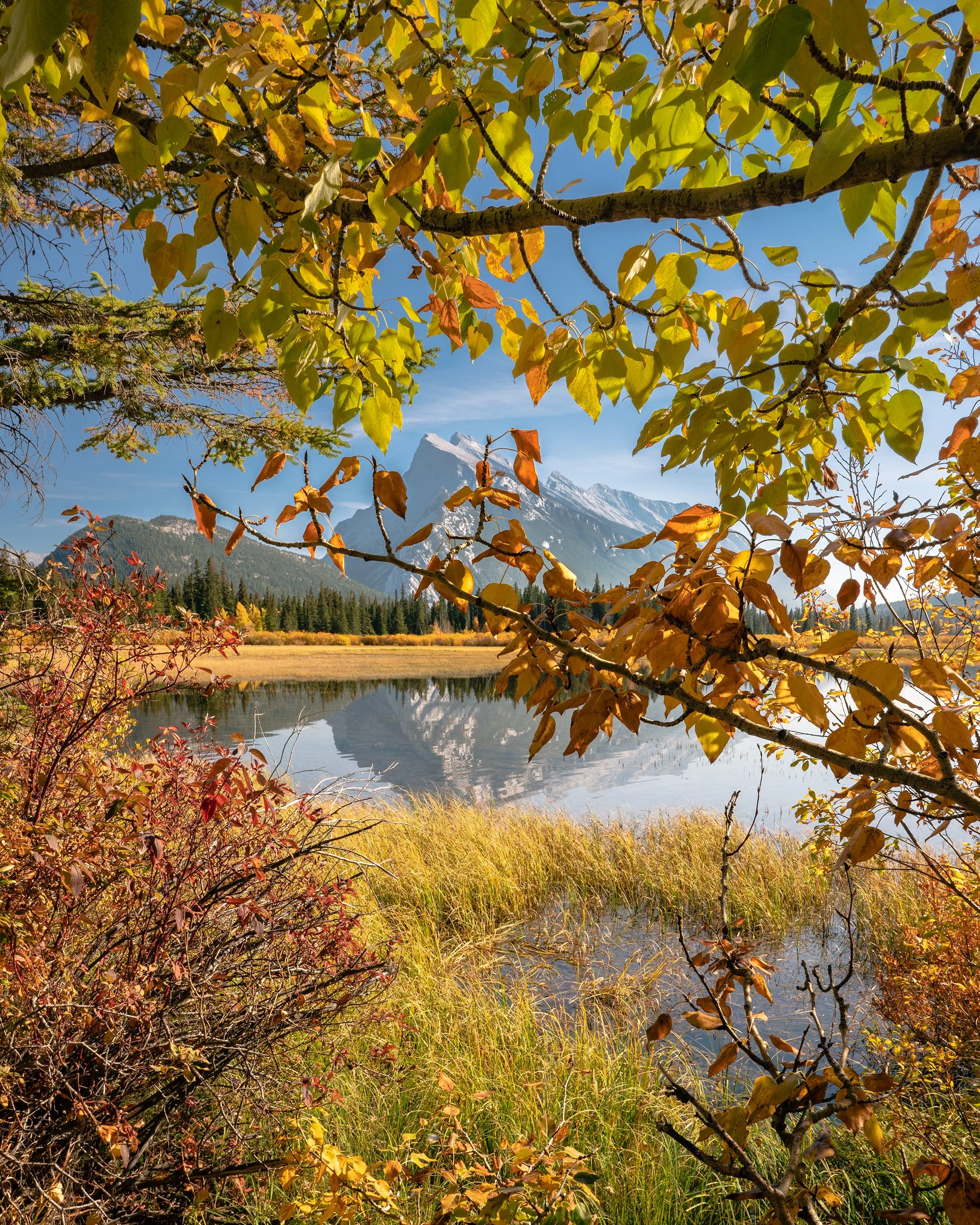 Framed_by_Fall_Vermilion_Lakes_October_2022_2.jpg